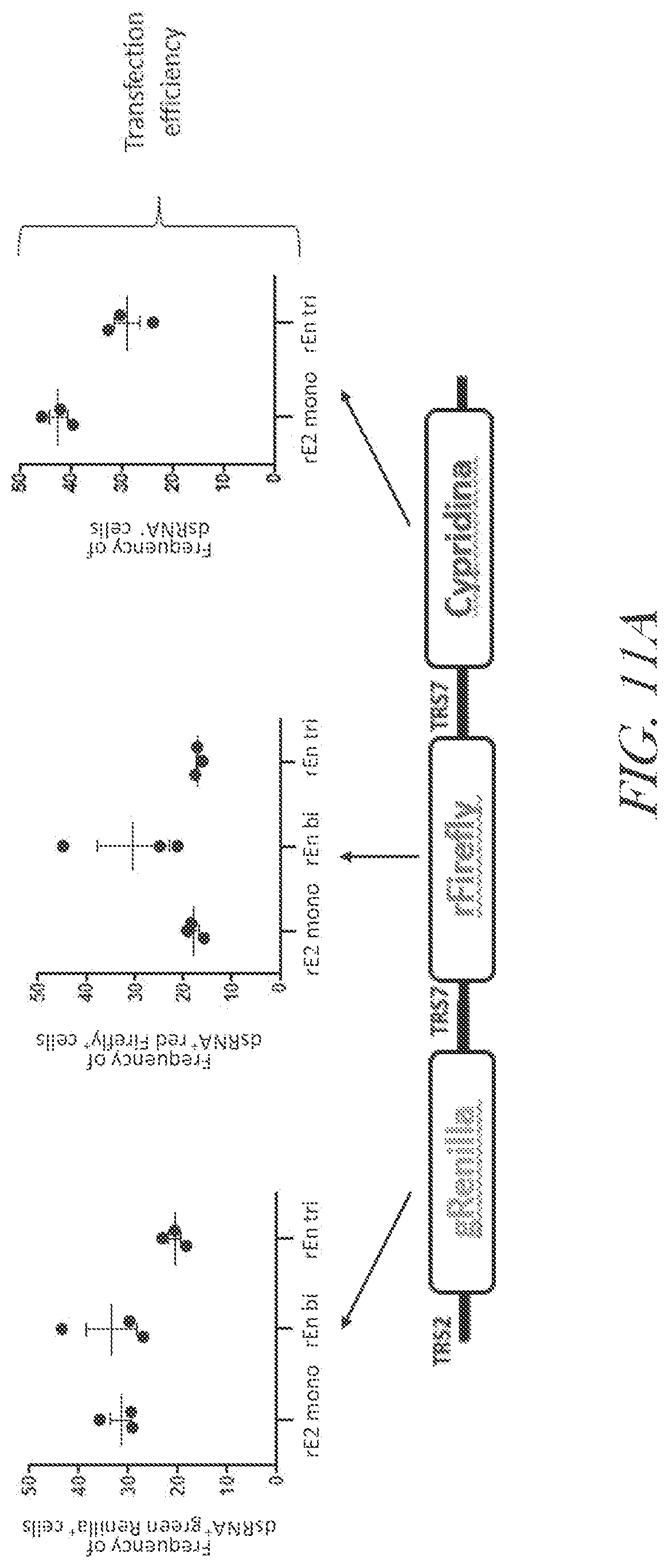 Patent US12460229 Figure 16 – Recombinant arterivirus replicon systems and uses thereof