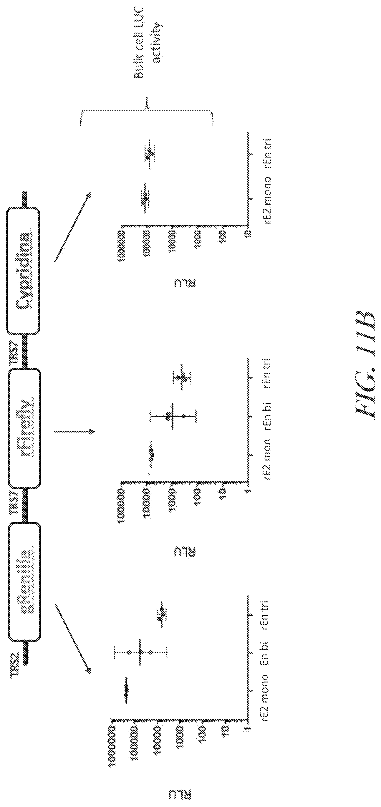 Patent US12460229 Figure 17 – Recombinant arterivirus replicon systems and uses thereof