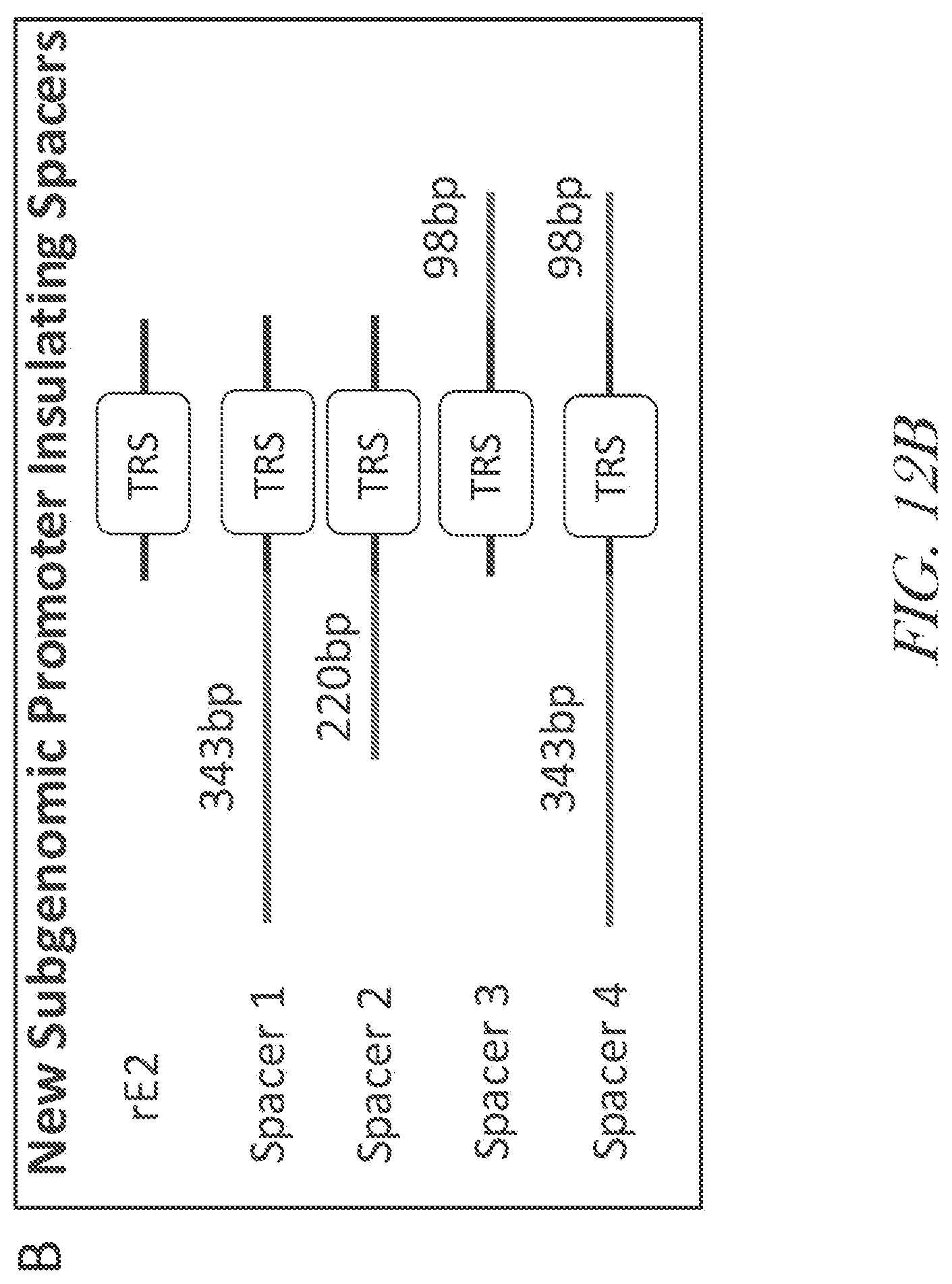 Patent US12460229 Figure 19 – Recombinant arterivirus replicon systems and uses thereof