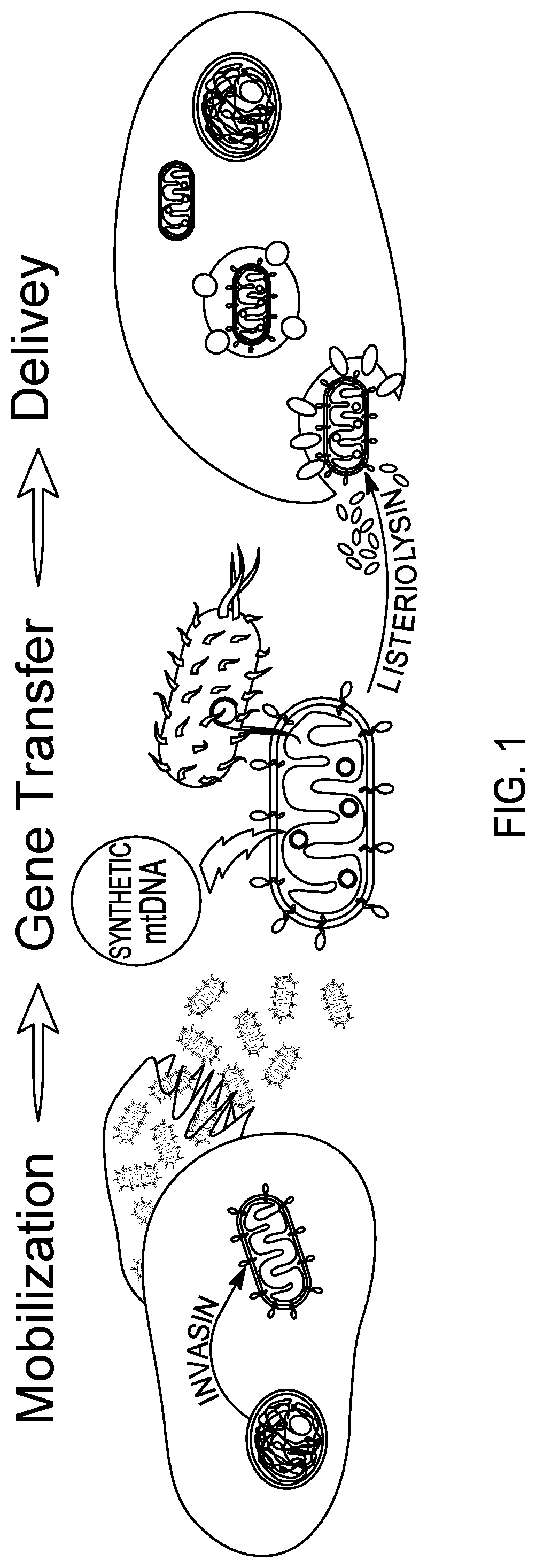 Patent US12460230 Figure 1 – Modified mitochondrion and methods of use thereof