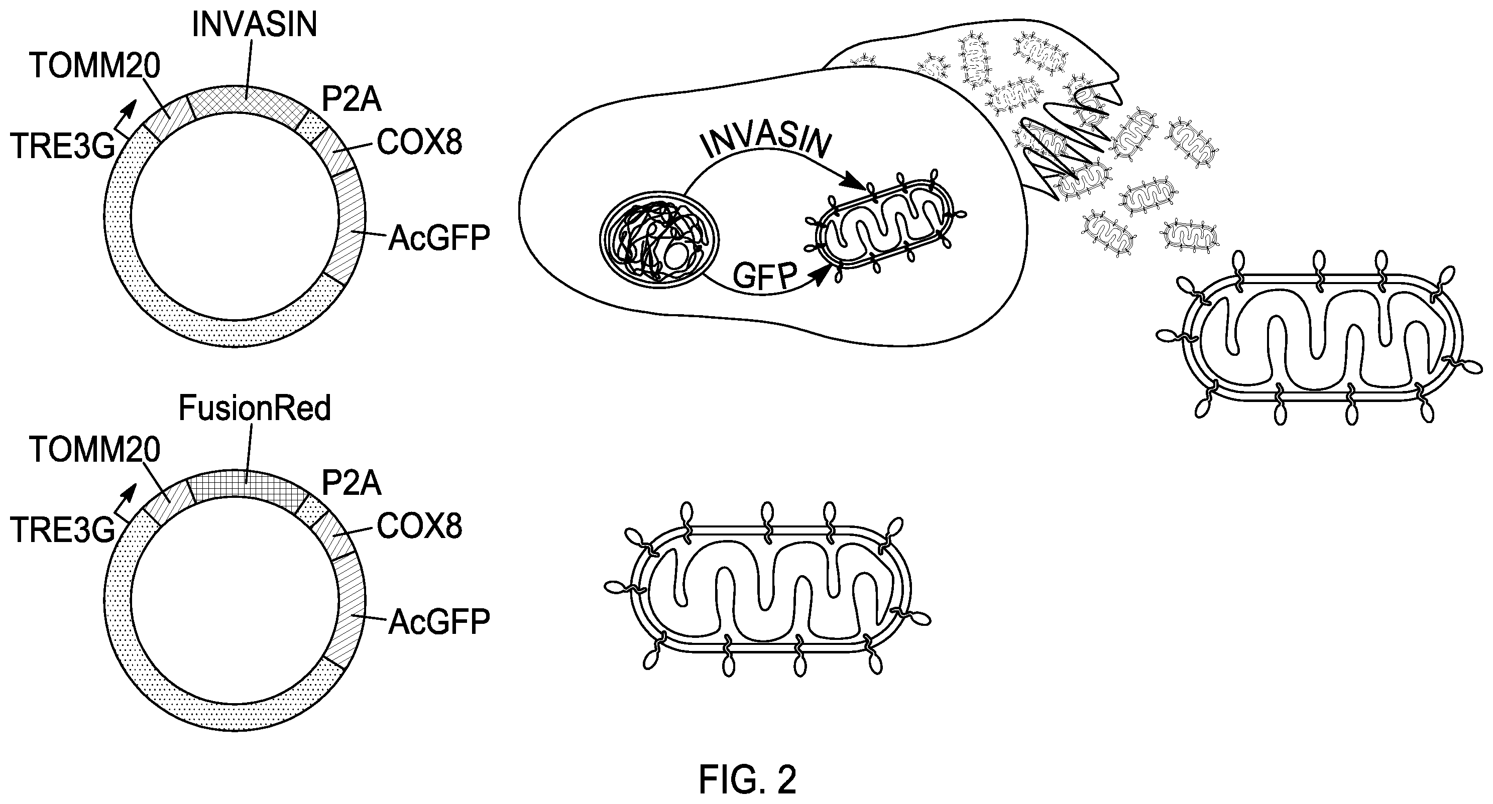 Patent US12460230 Figure 2 – Modified mitochondrion and methods of use thereof