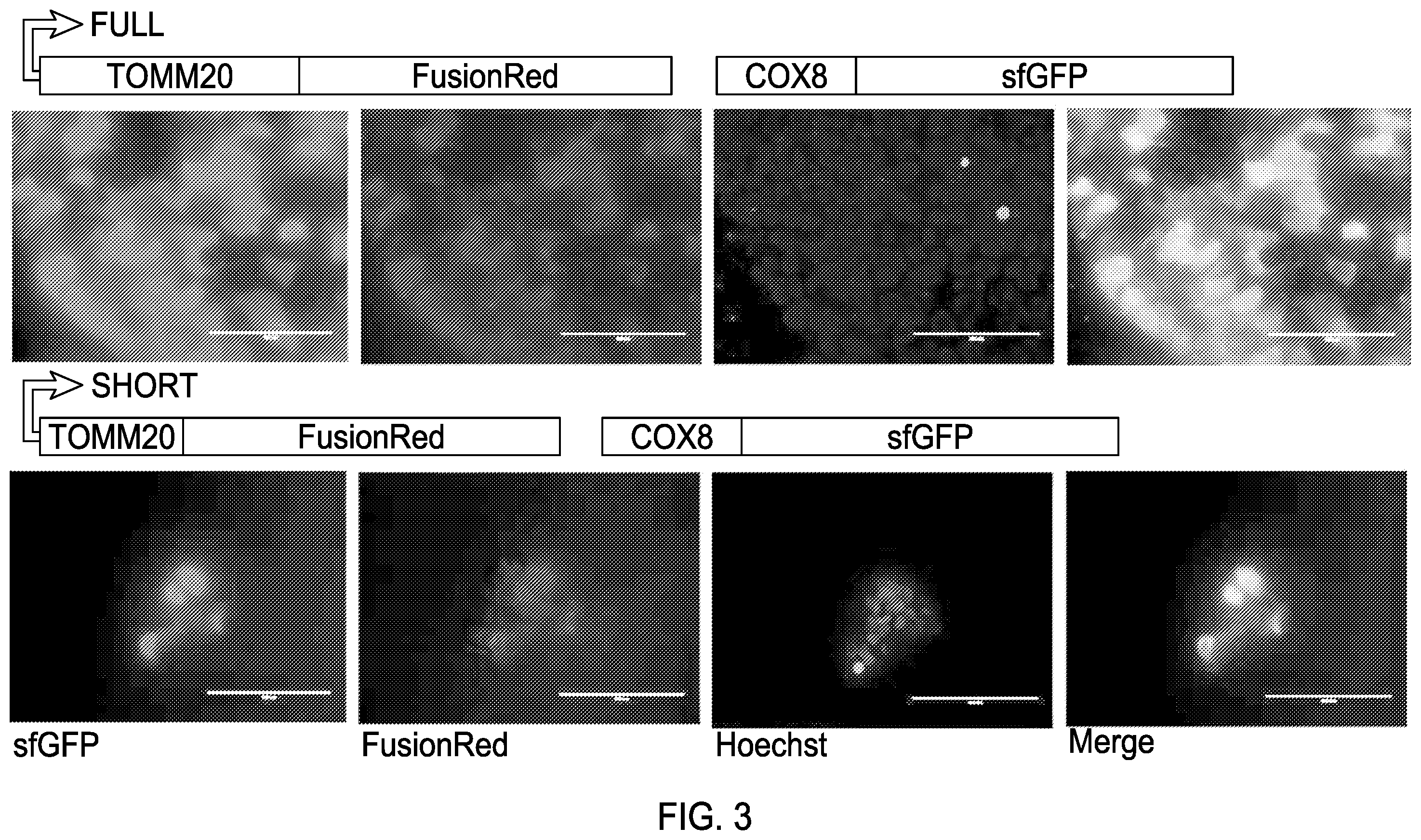 Patent US12460230 Figure 3 – Modified mitochondrion and methods of use thereof