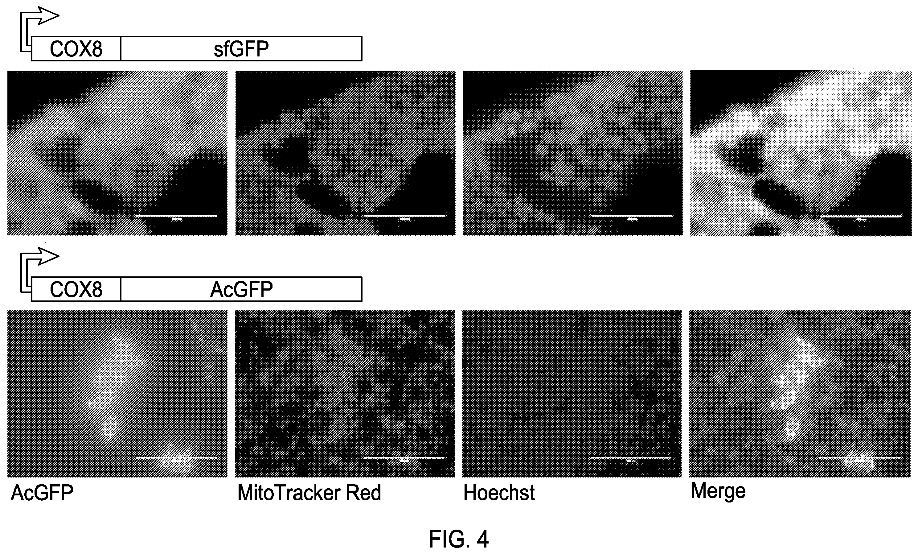 Patent US12460230 Figure 4 – Modified mitochondrion and methods of use thereof