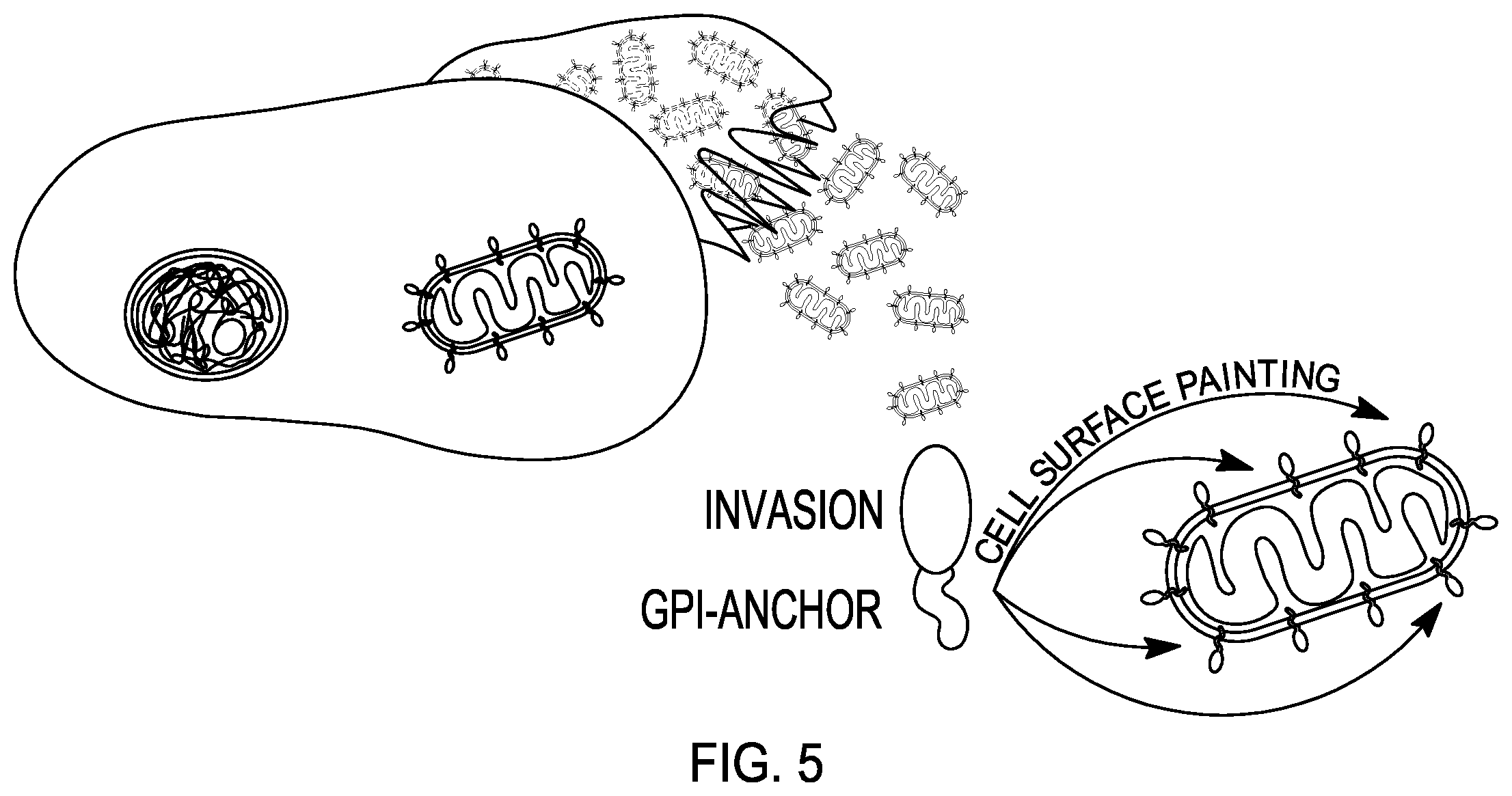 Patent US12460230 Figure 5 – Modified mitochondrion and methods of use thereof