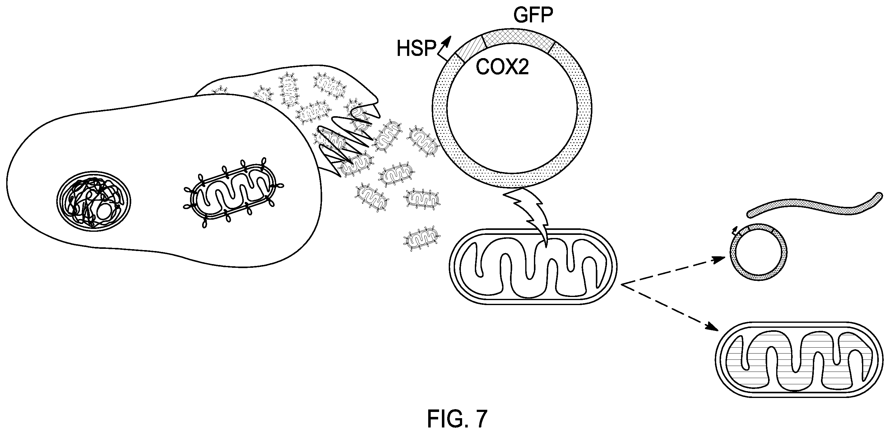Patent US12460230 Figure 7 – Modified mitochondrion and methods of use thereof