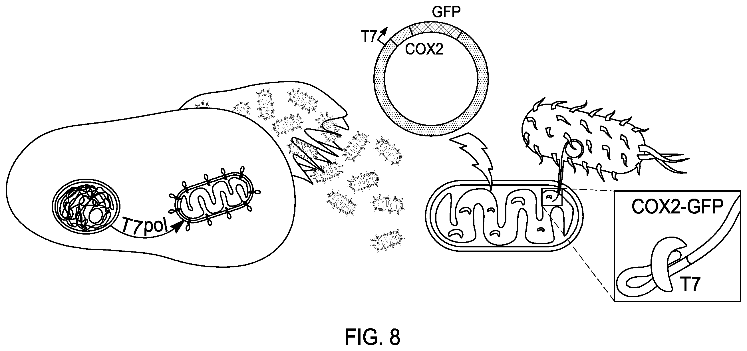 Patent US12460230 Figure 8 – Modified mitochondrion and methods of use thereof