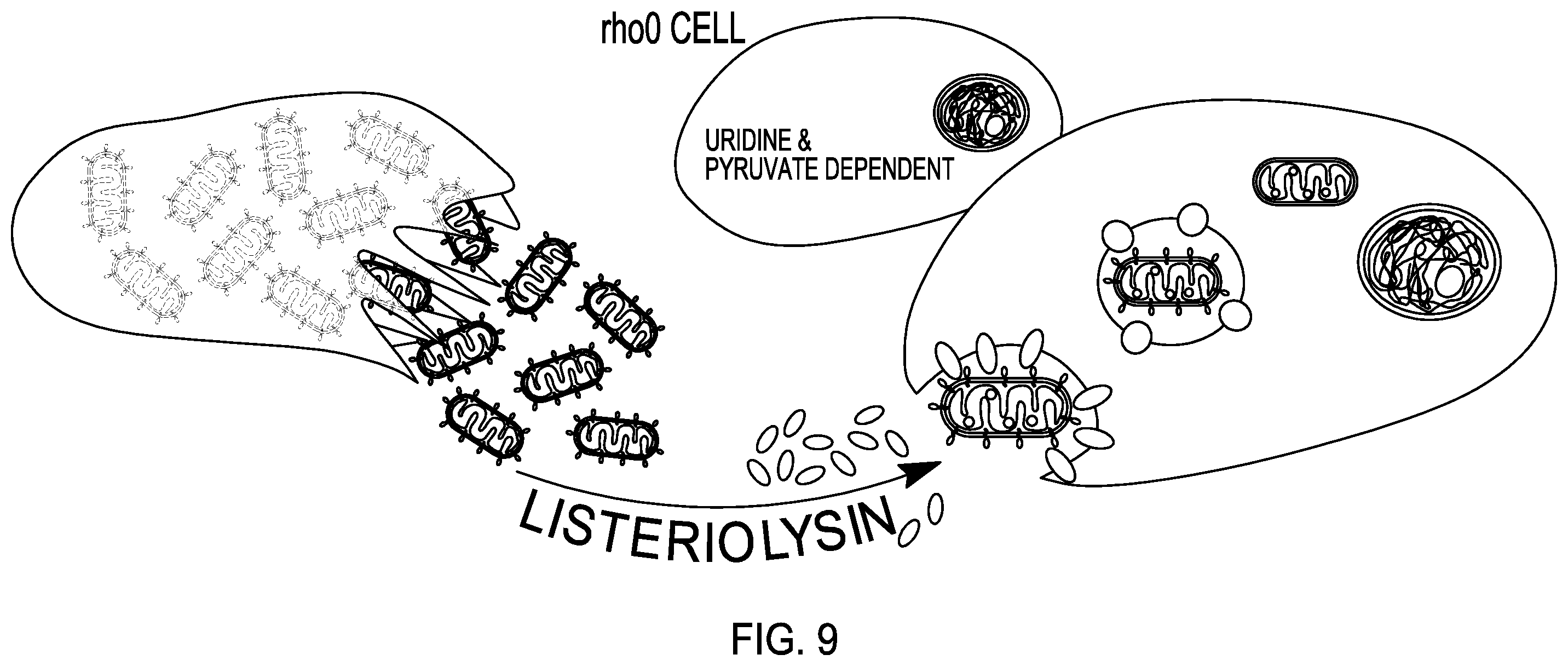 Patent US12460230 Figure 9 – Modified mitochondrion and methods of use thereof