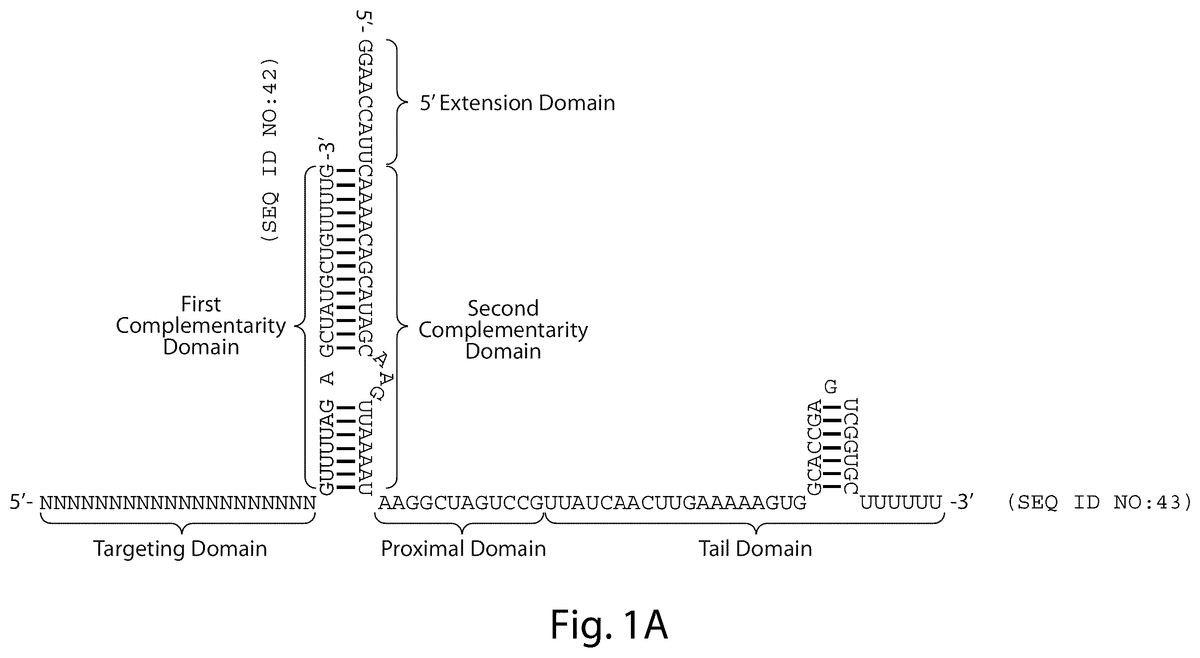 Patent US12460231 Figure 1 – Crispr/CAS-related methods and compositions for treating primary open angle glaucoma