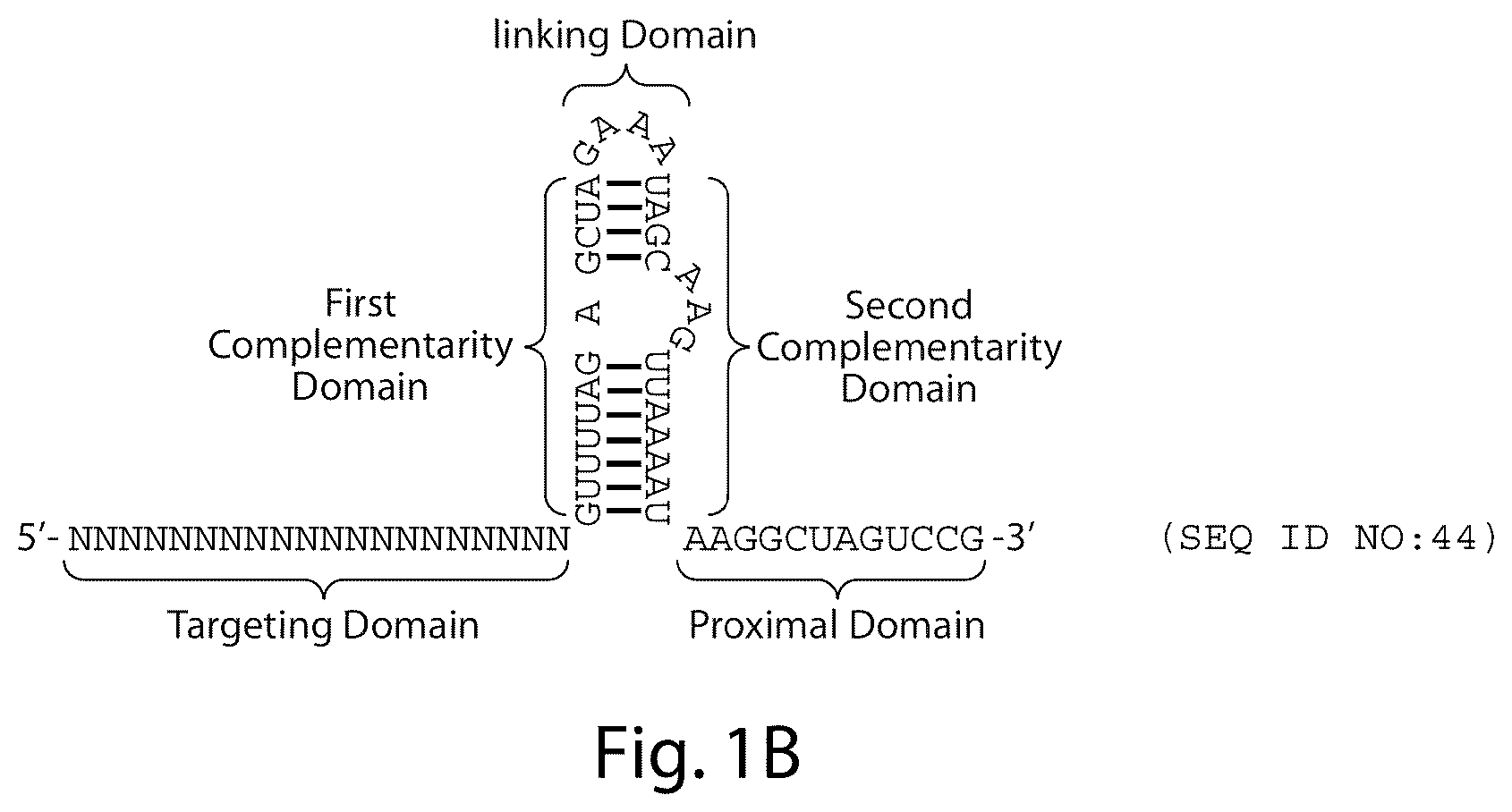 Patent US12460231 Figure 2 – Crispr/CAS-related methods and compositions for treating primary open angle glaucoma