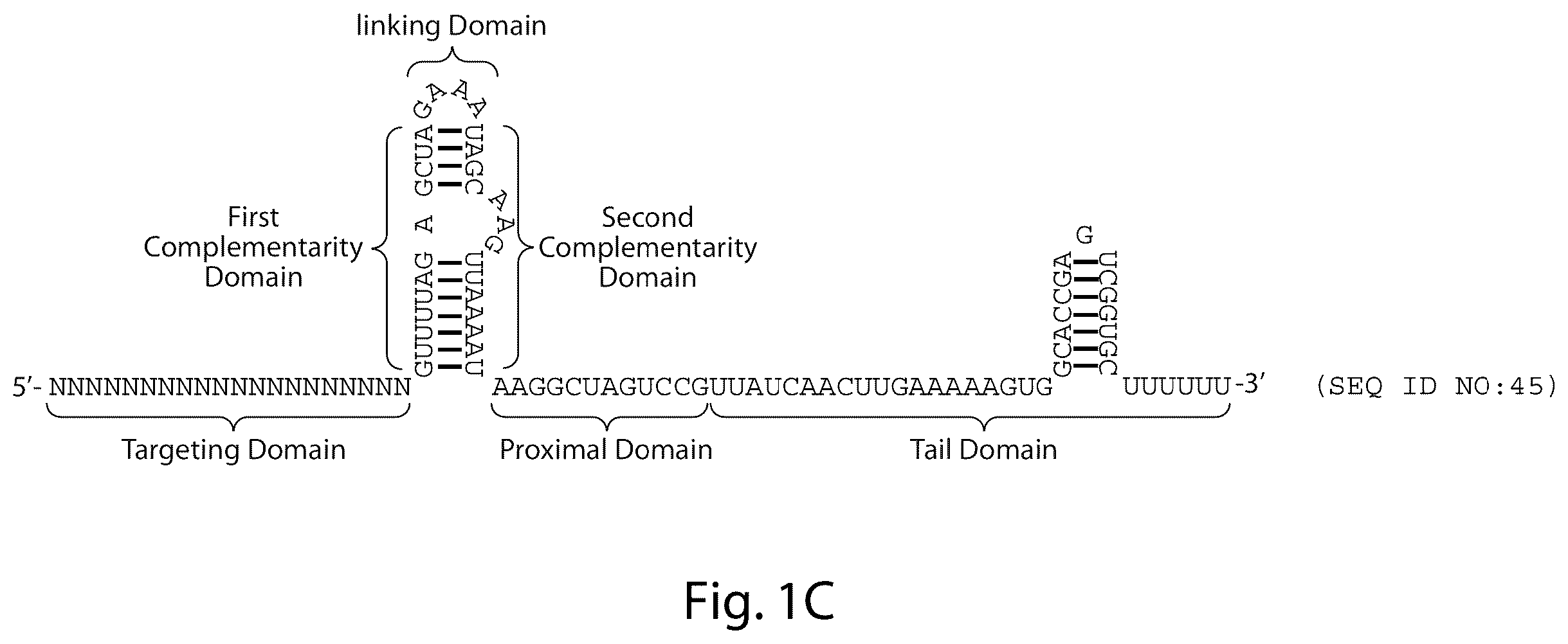 Patent US12460231 Figure 3 – Crispr/CAS-related methods and compositions for treating primary open angle glaucoma