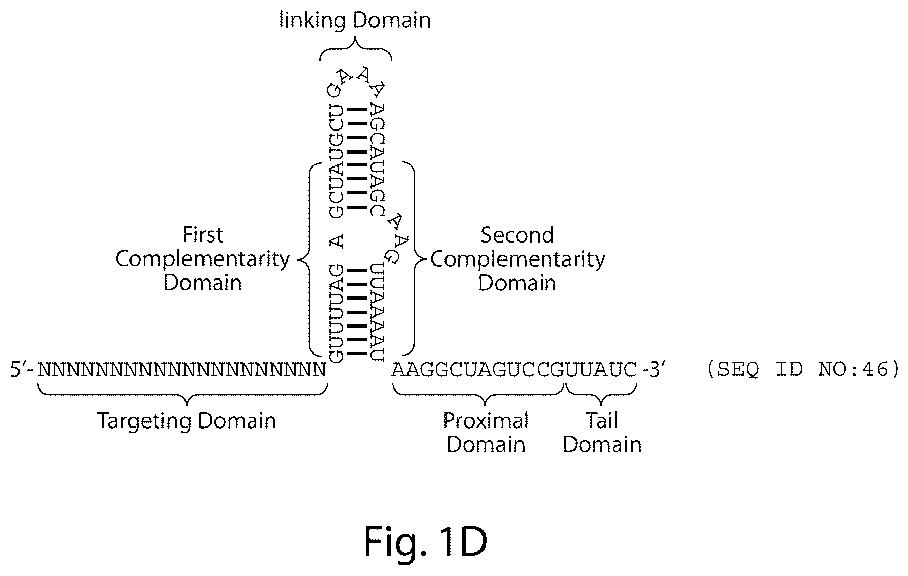 Patent US12460231 Figure 4 – Crispr/CAS-related methods and compositions for treating primary open angle glaucoma