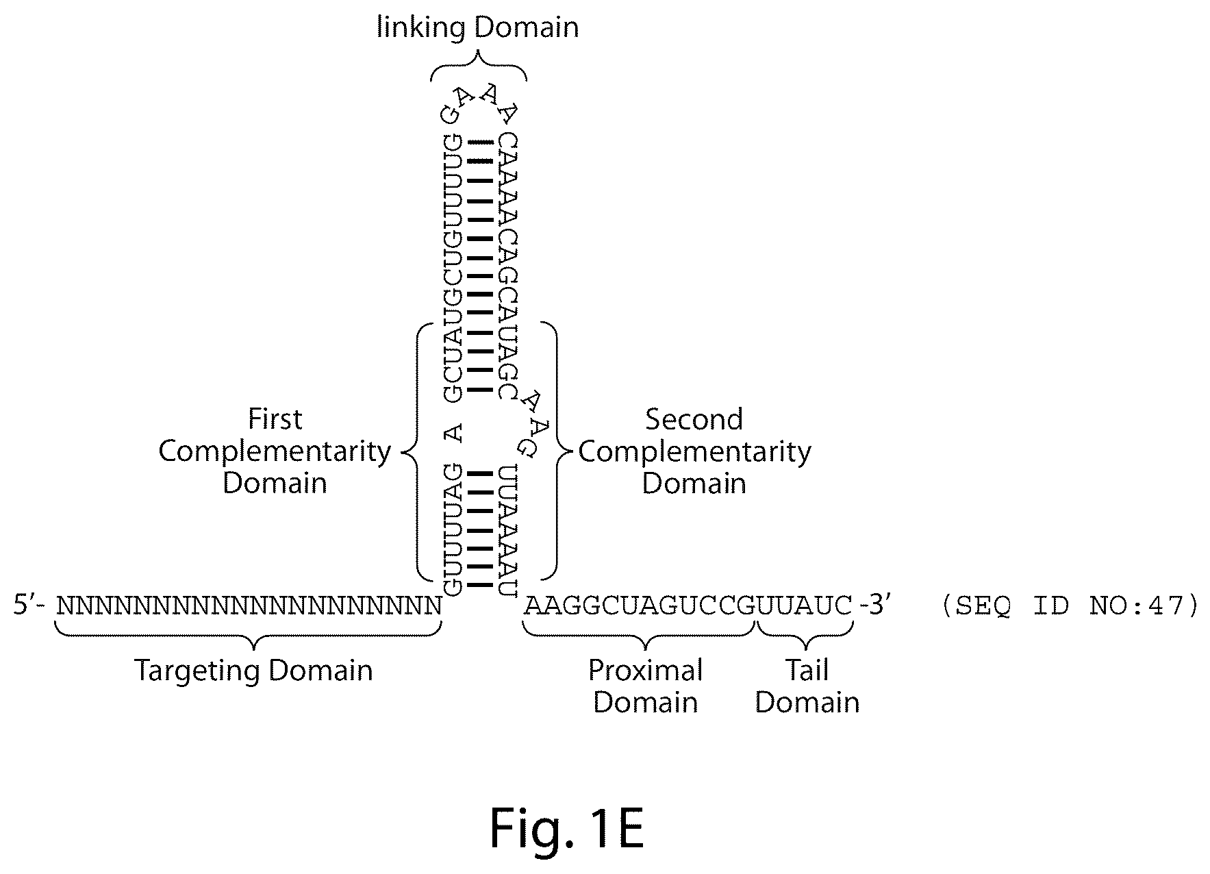 Patent US12460231 Figure 5 – Crispr/CAS-related methods and compositions for treating primary open angle glaucoma