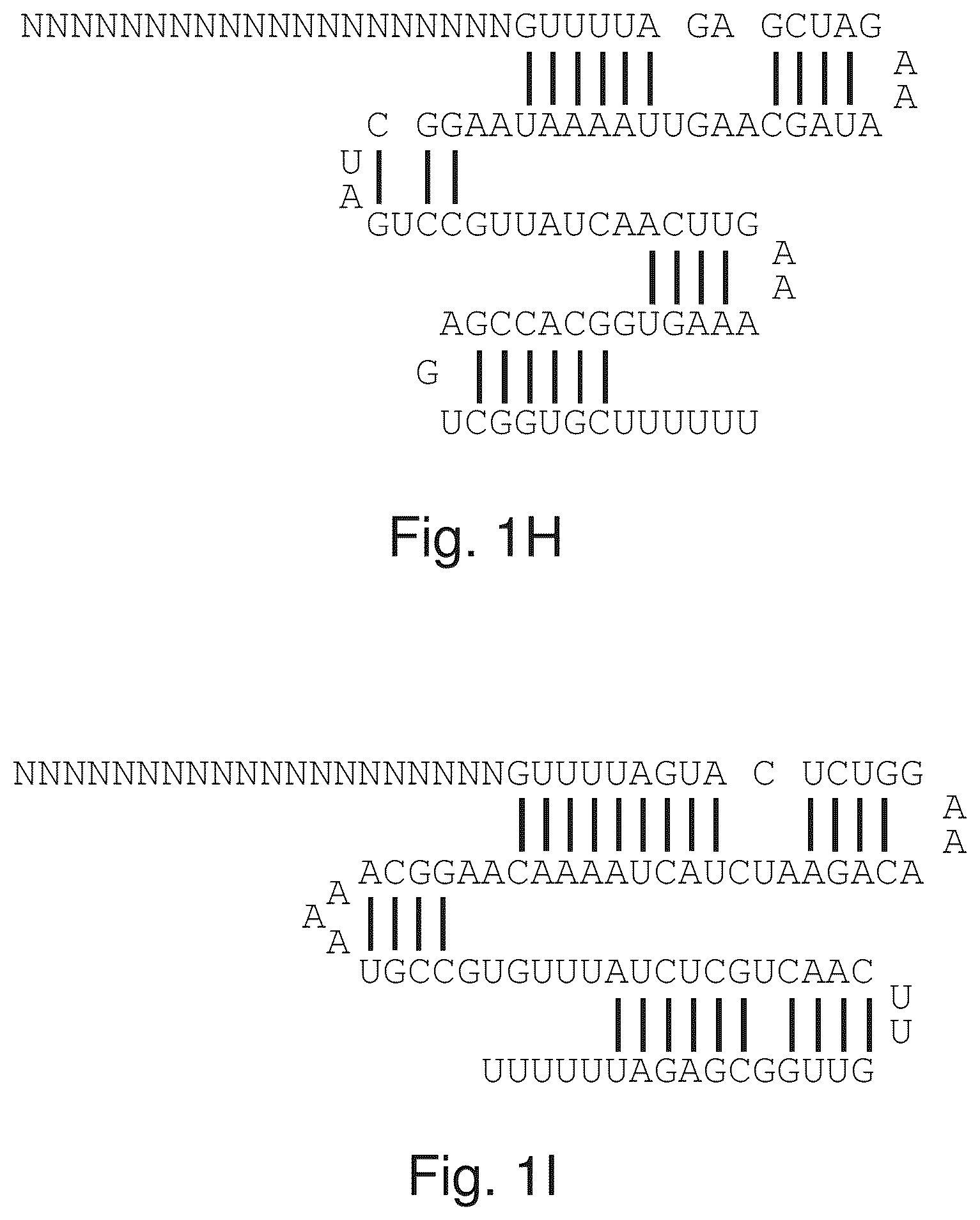 Patent US12460231 Figure 7 – Crispr/CAS-related methods and compositions for treating primary open angle glaucoma