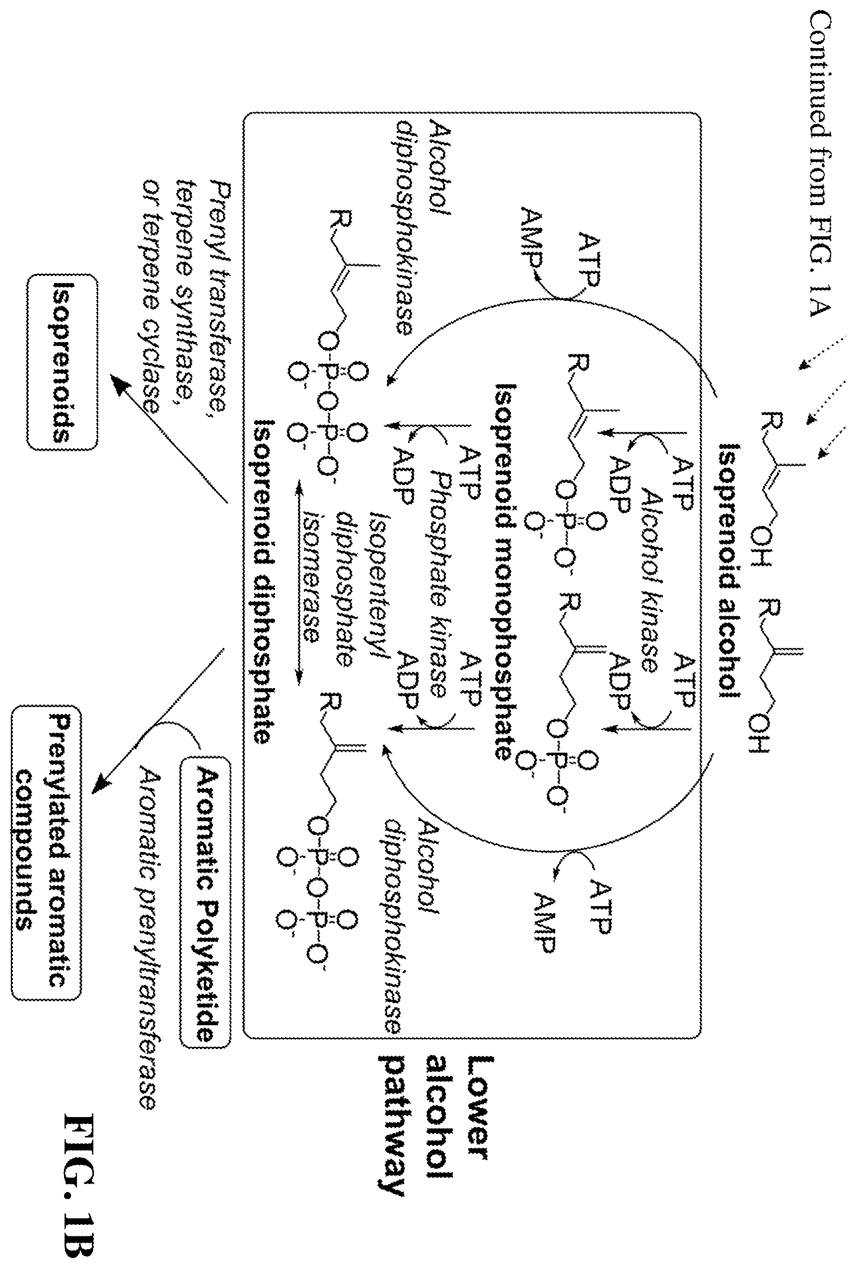 Patent US12460234 Figure 2 – Synthesis of isoprenoids and derivatives