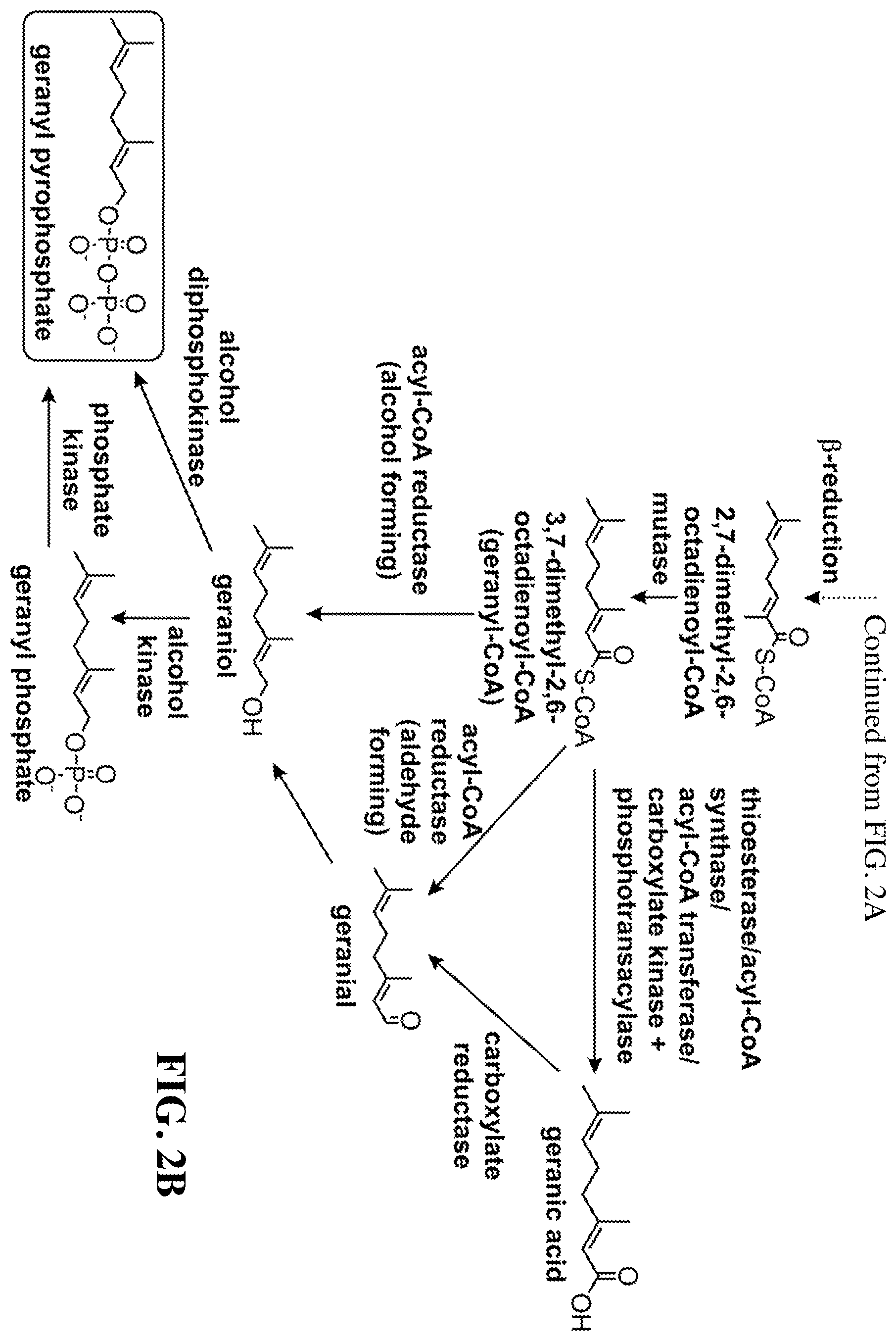 Patent US12460234 Figure 4 – Synthesis of isoprenoids and derivatives