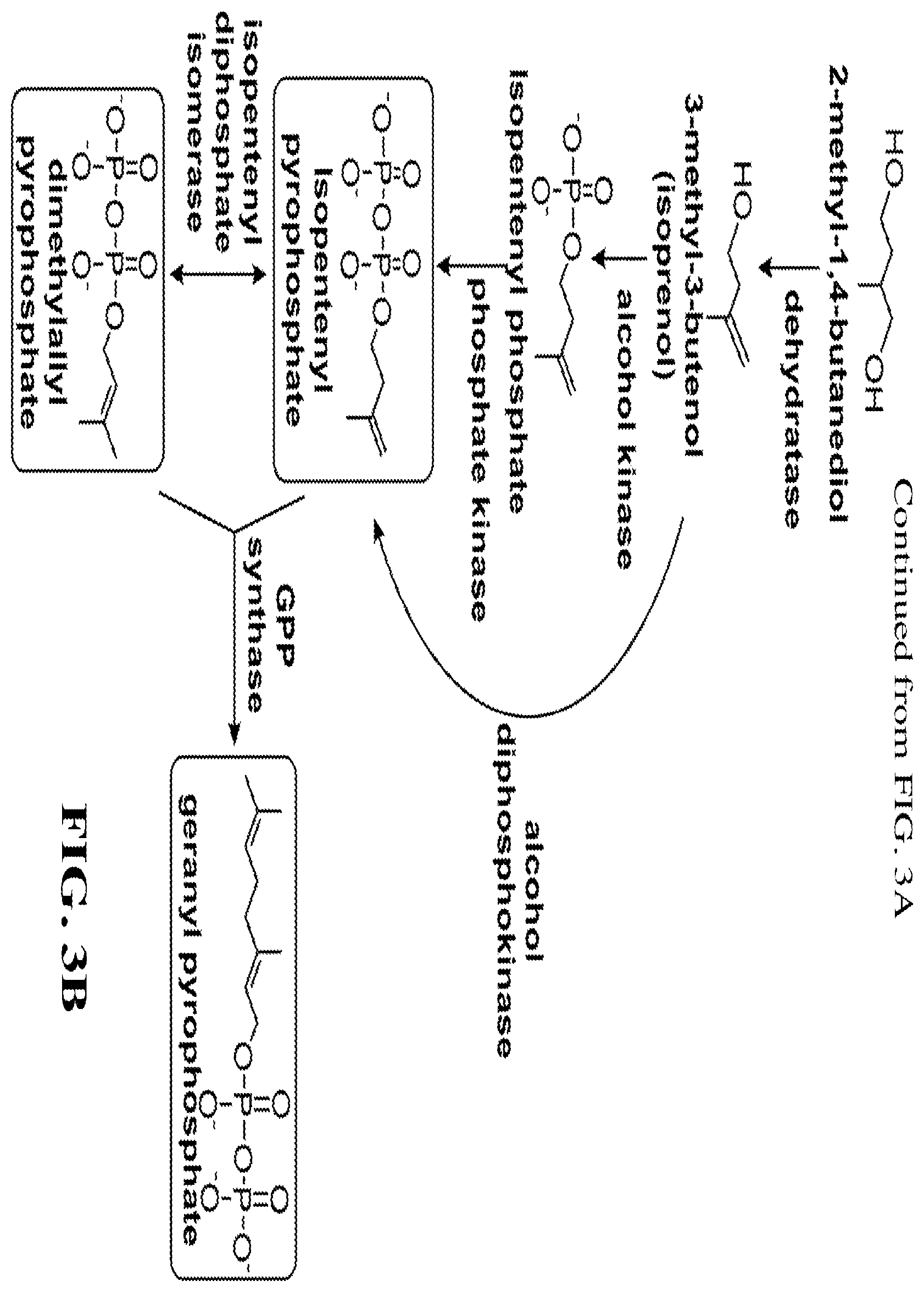 Patent US12460234 Figure 6 – Synthesis of isoprenoids and derivatives