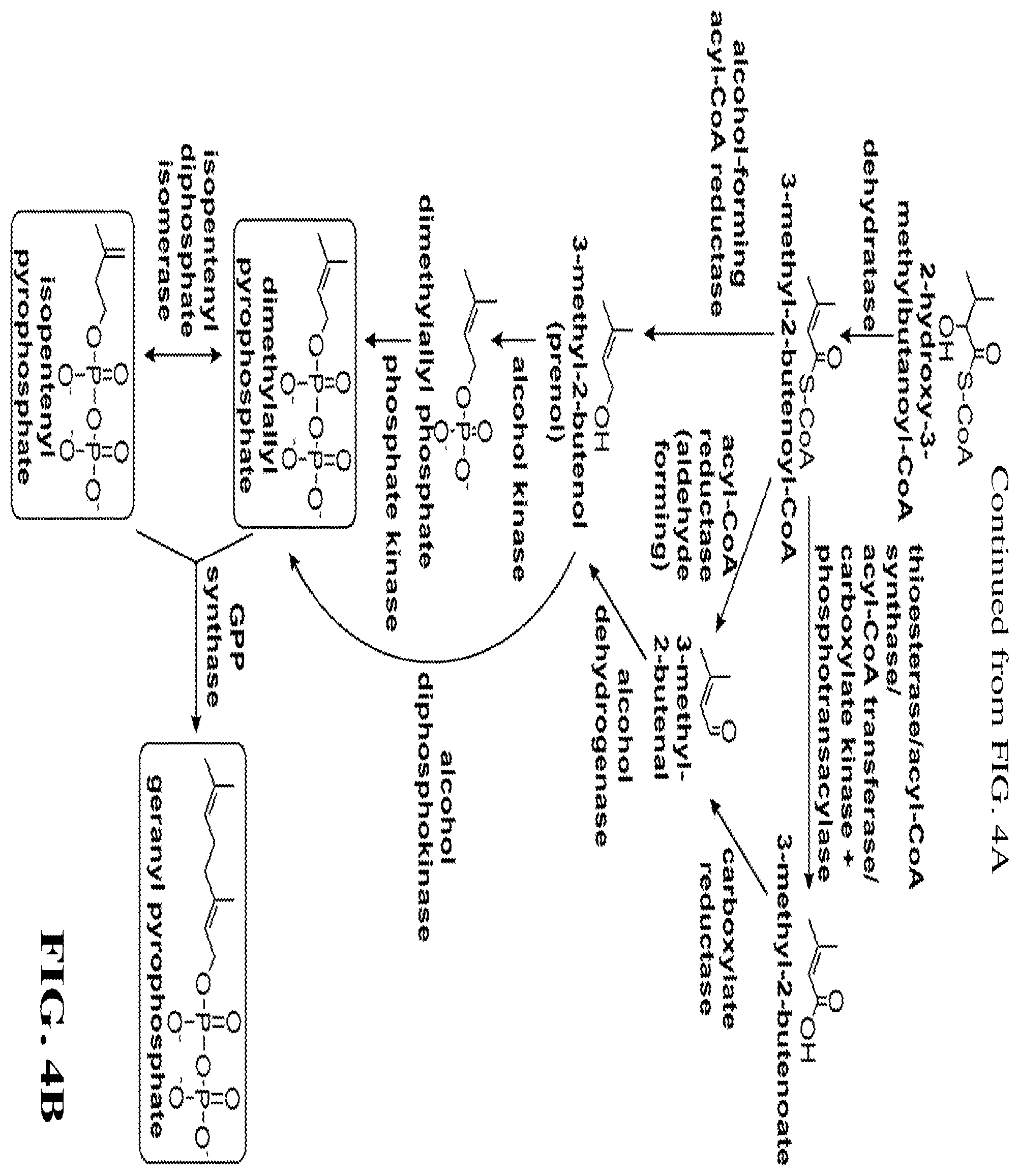 Patent US12460234 Figure 8 – Synthesis of isoprenoids and derivatives
