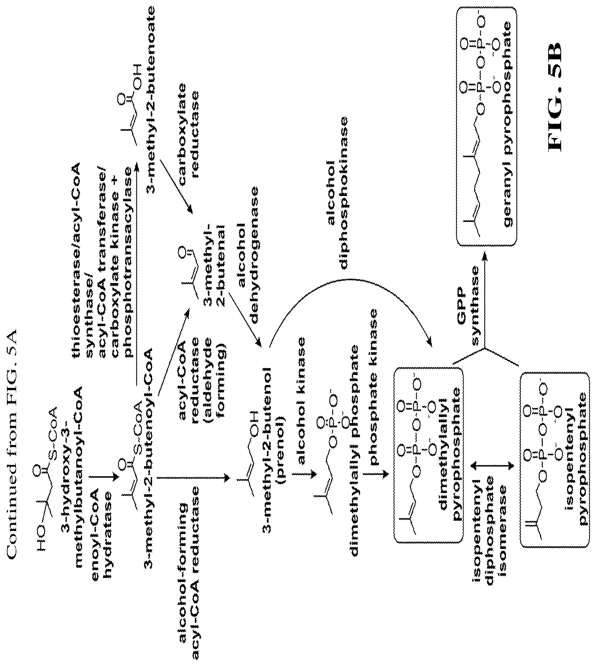 Patent US12460234 Figure 10 – Synthesis of isoprenoids and derivatives