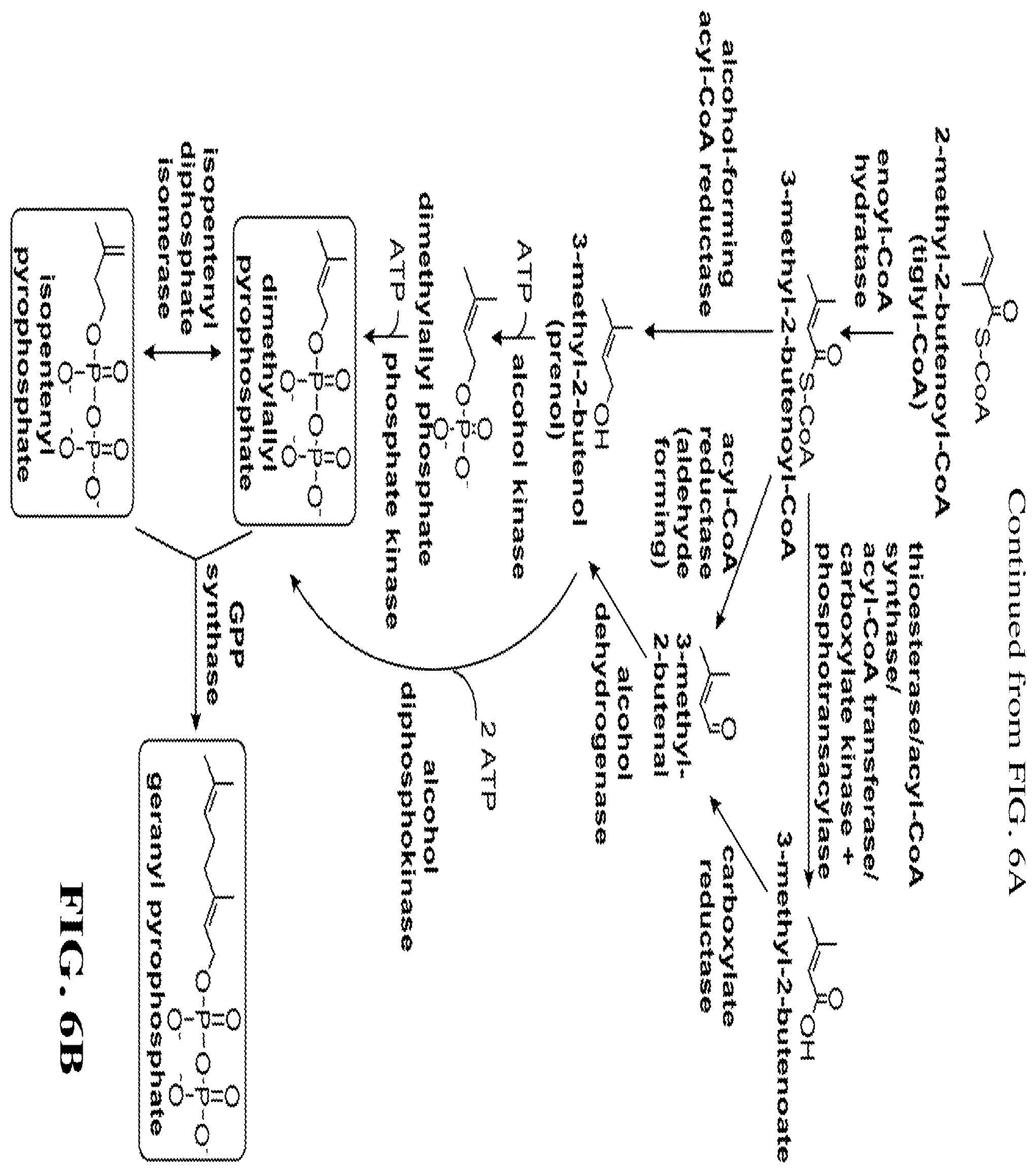 Patent US12460234 Figure 12 – Synthesis of isoprenoids and derivatives