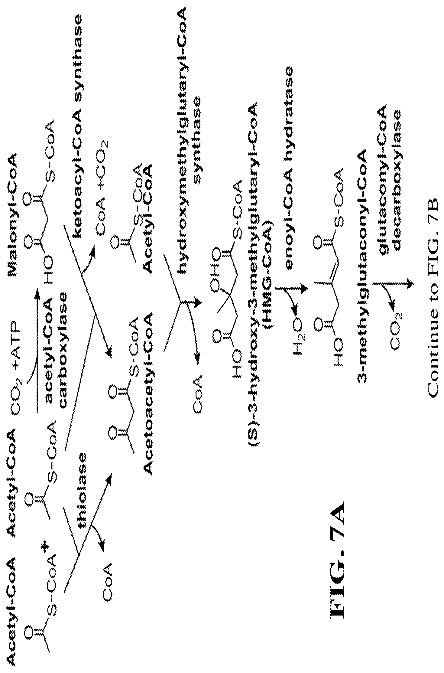 Patent US12460234 Figure 13 – Synthesis of isoprenoids and derivatives