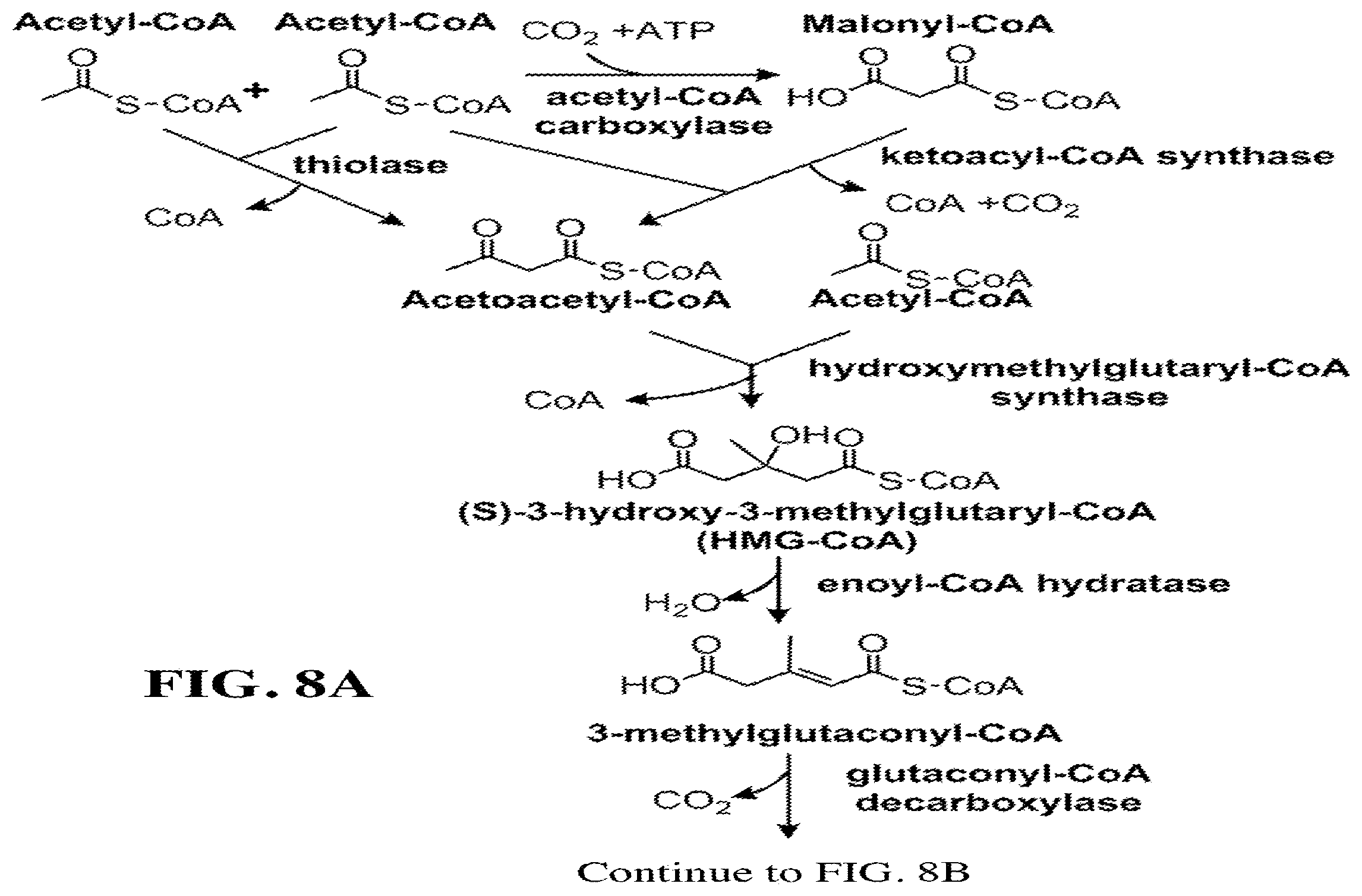 Patent US12460234 Figure 15 – Synthesis of isoprenoids and derivatives