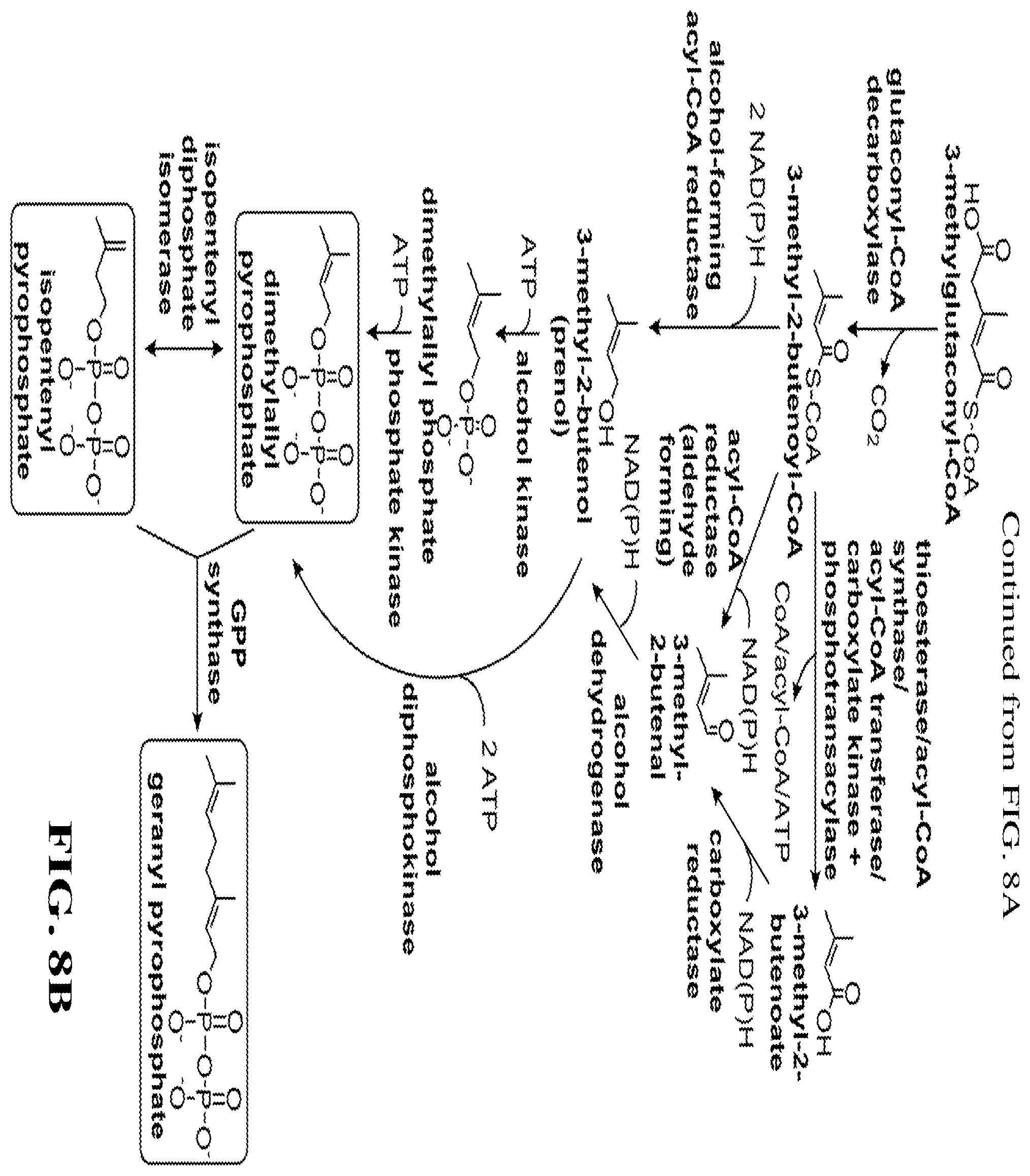 Patent US12460234 Figure 16 – Synthesis of isoprenoids and derivatives