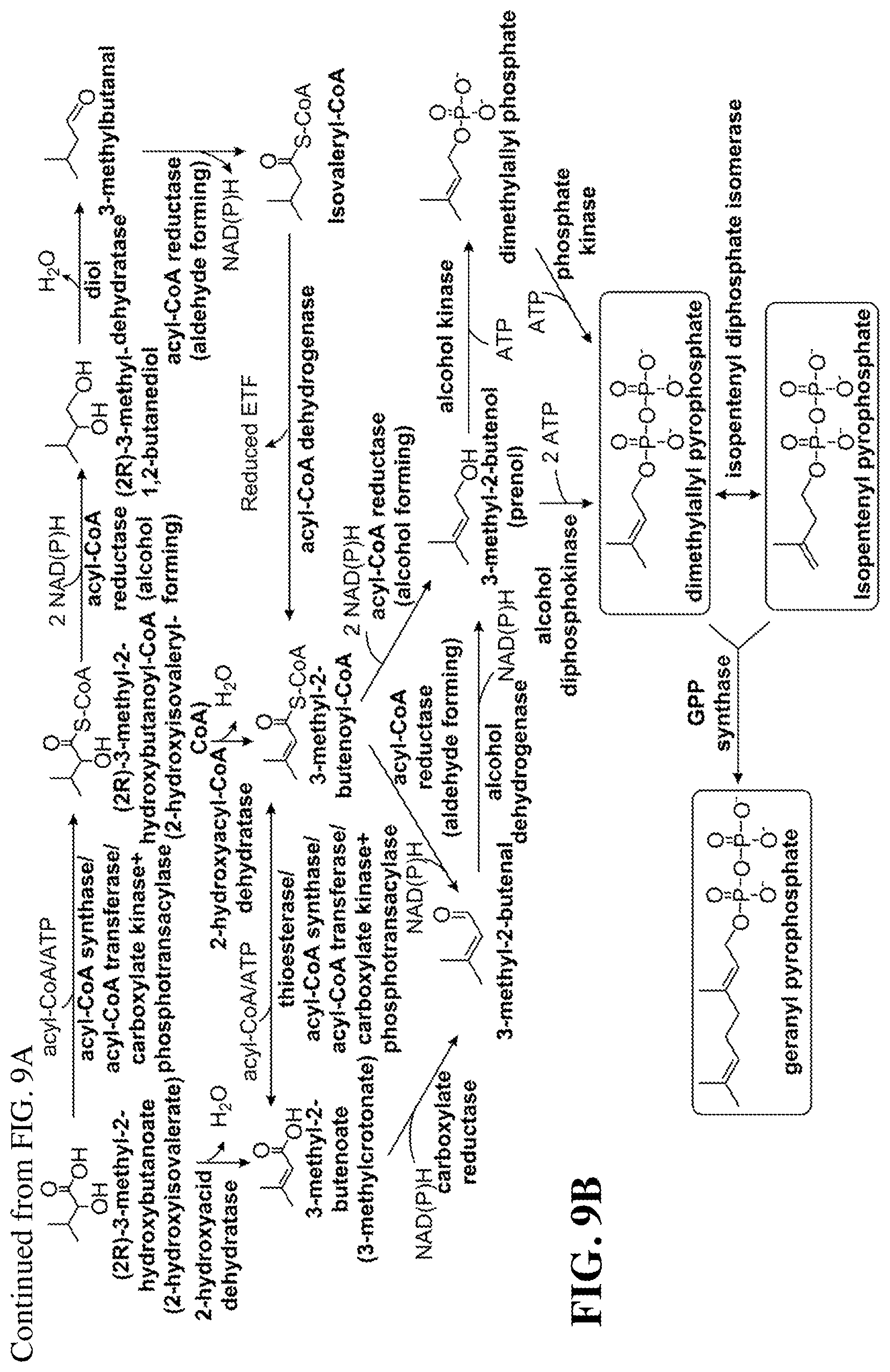 Patent US12460234 Figure 18 – Synthesis of isoprenoids and derivatives