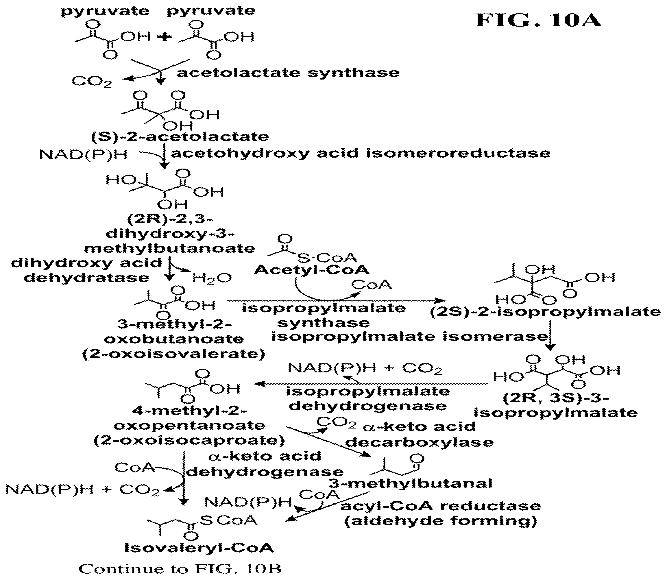 Patent US12460234 Figure 19 – Synthesis of isoprenoids and derivatives