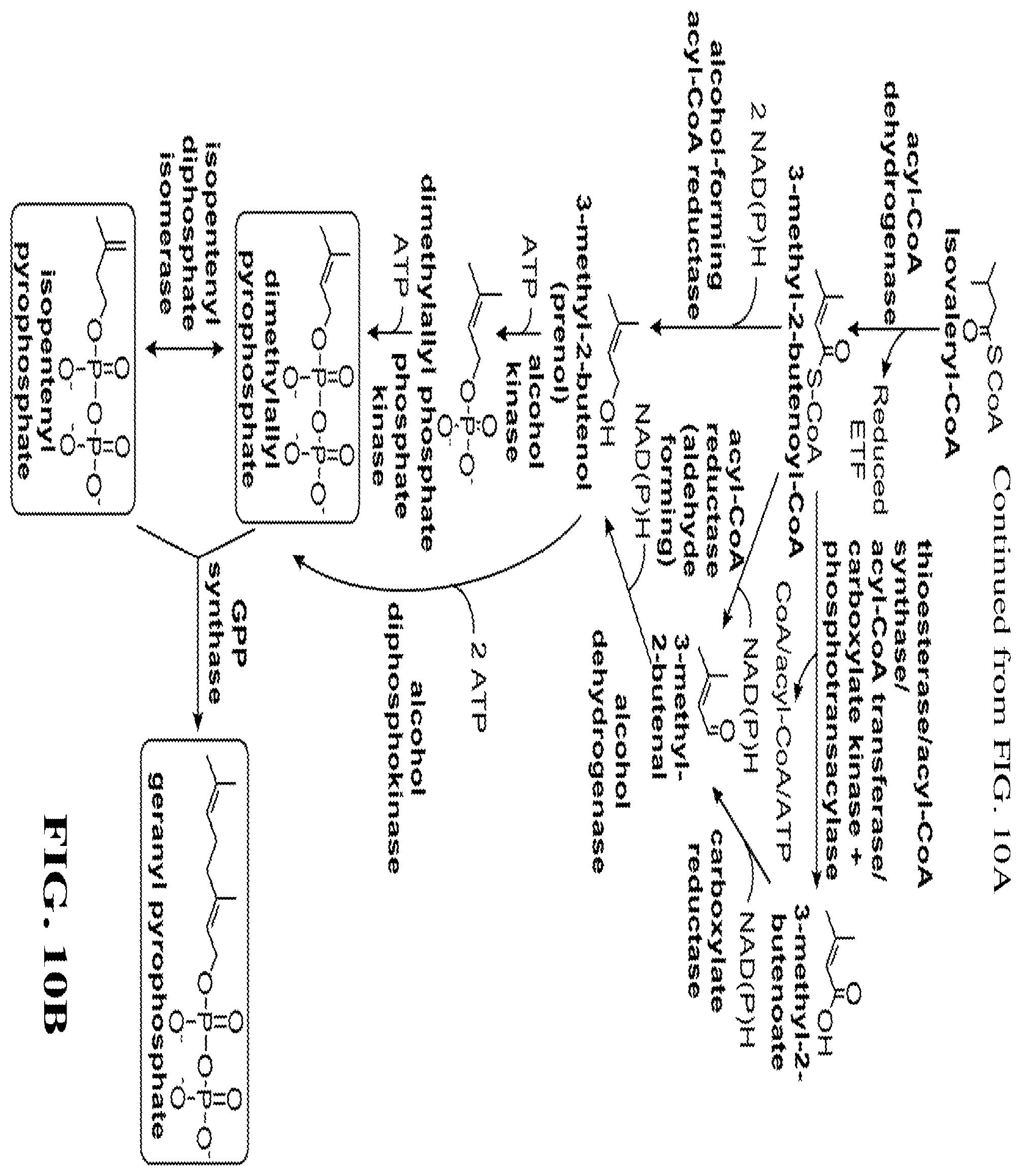 Patent US12460234 Figure 20 – Synthesis of isoprenoids and derivatives