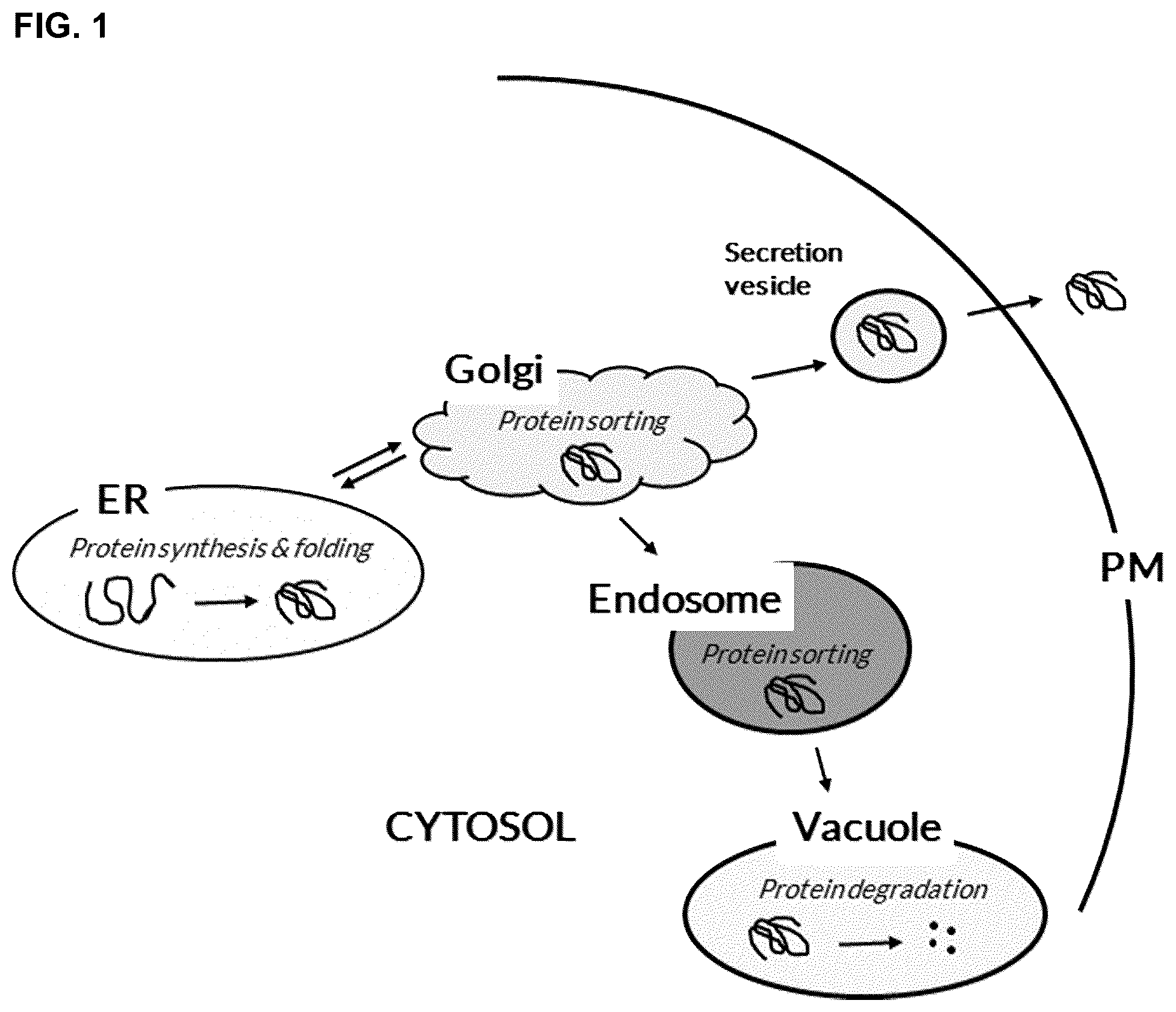 Patent US12460240 Figure 1 – Fungal cell with improved protein production capacity