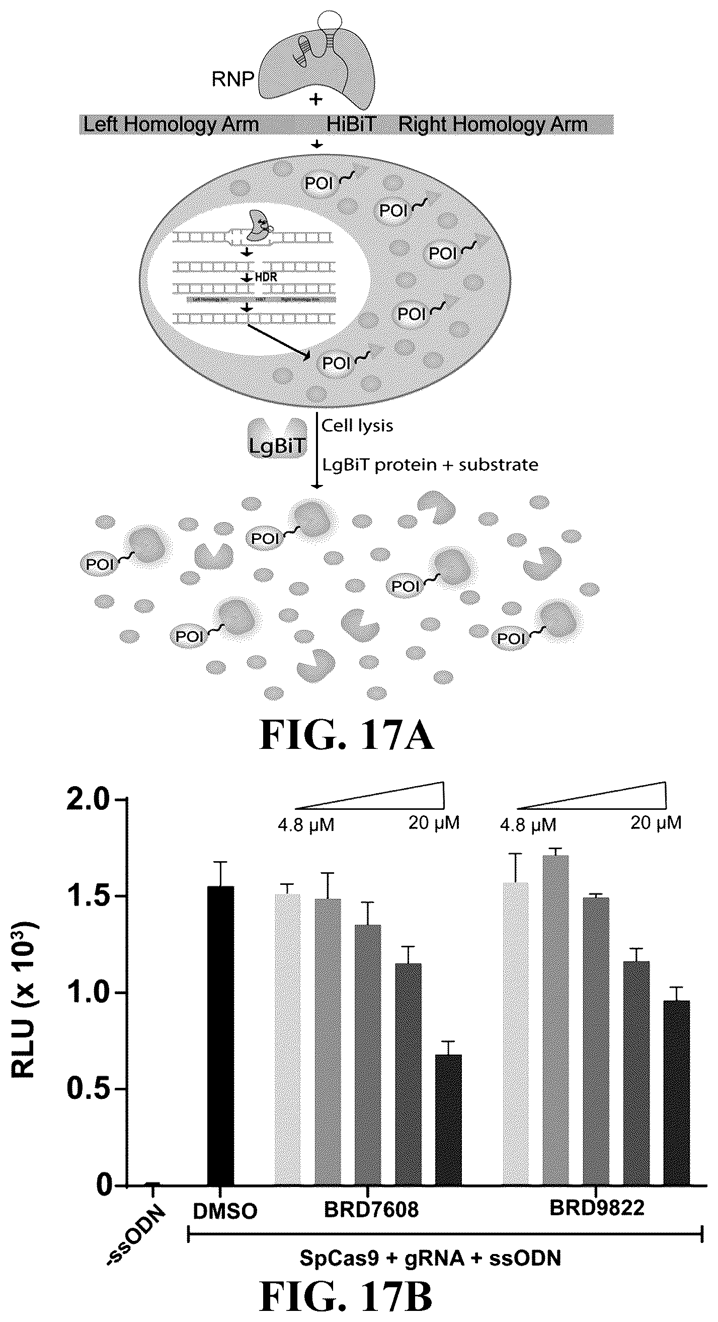 Patent US12460244 Figure 17 – Inhibitors of RNA-guided nuclease activity and uses thereof