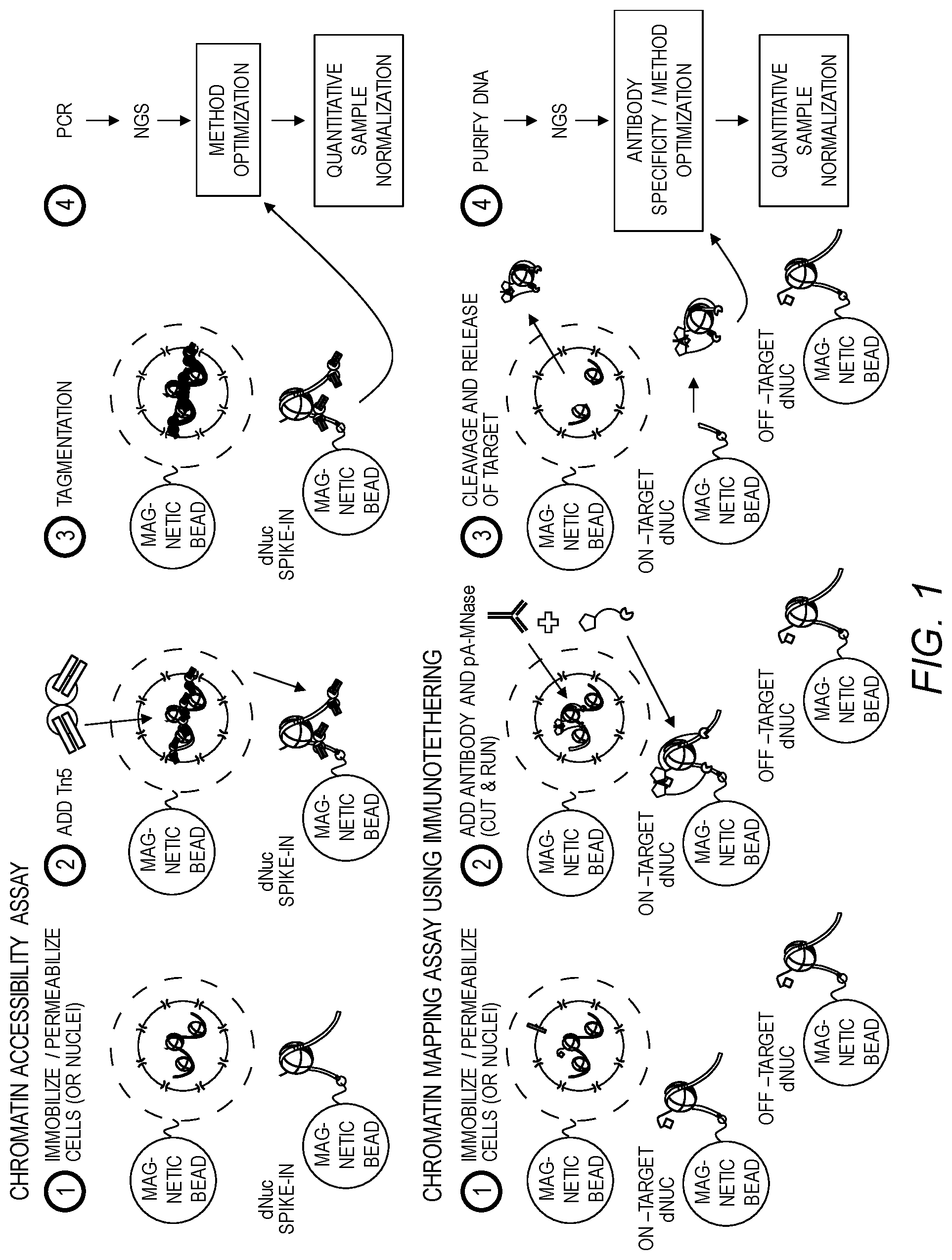 Patent US12460246 Figure 1 – DNA-barcoded nucleosomes for chromatin mapping assays