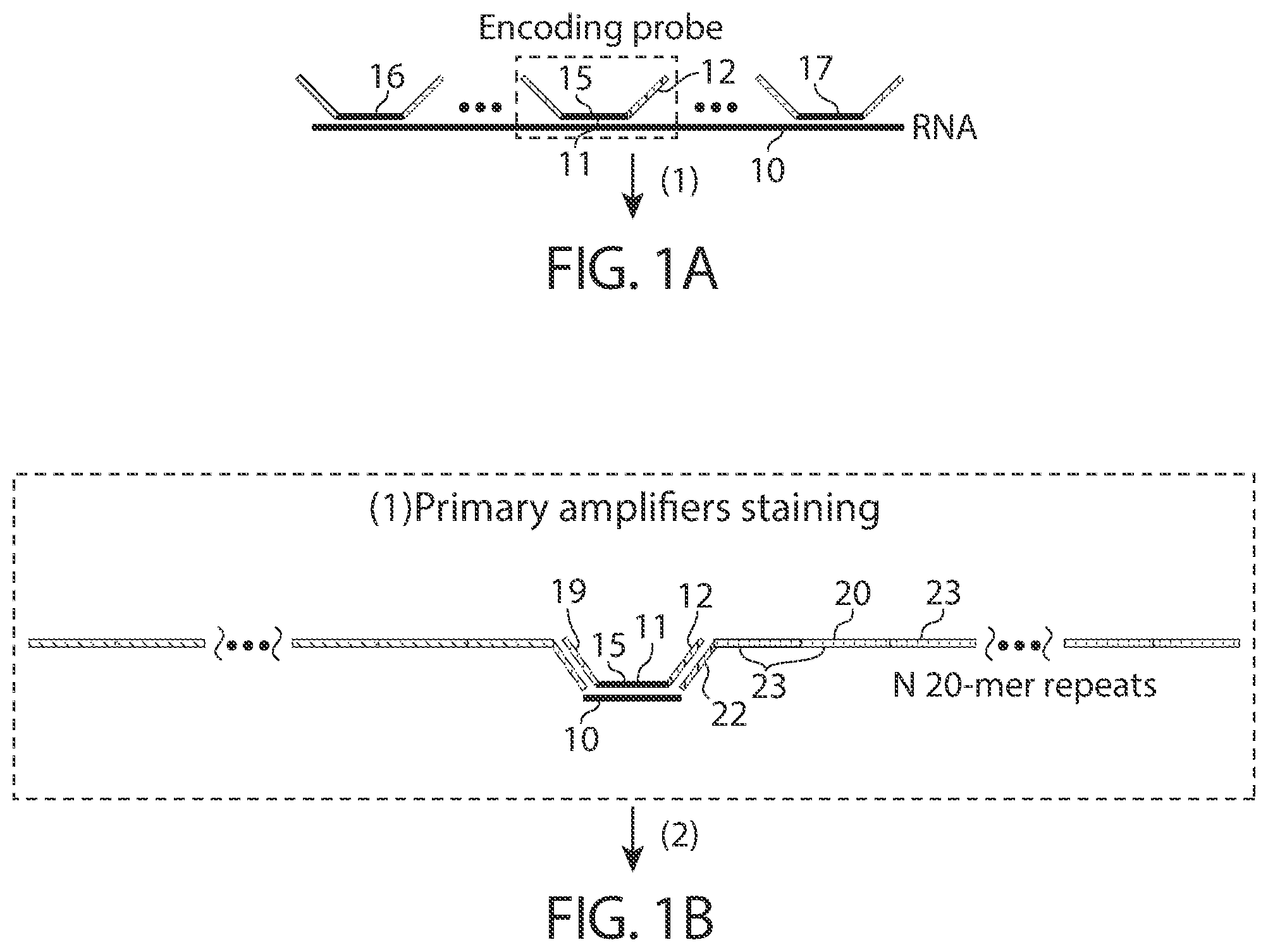 Patent US12460250 Figure 1 – Amplification methods and systems for MERFISH and other applications