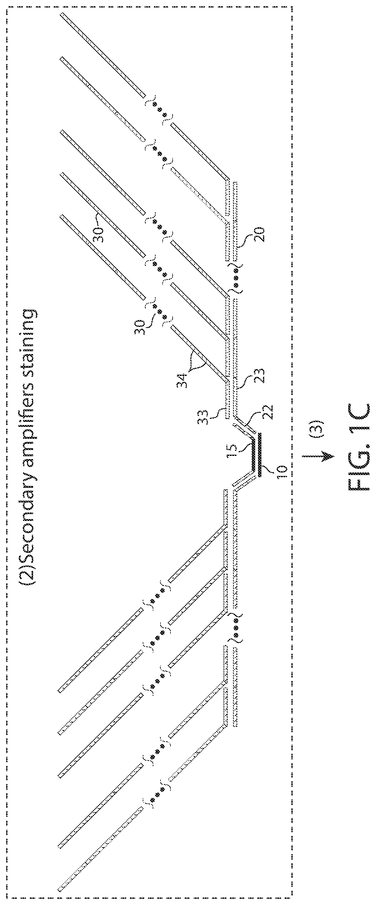 Patent US12460250 Figure 2 – Amplification methods and systems for MERFISH and other applications