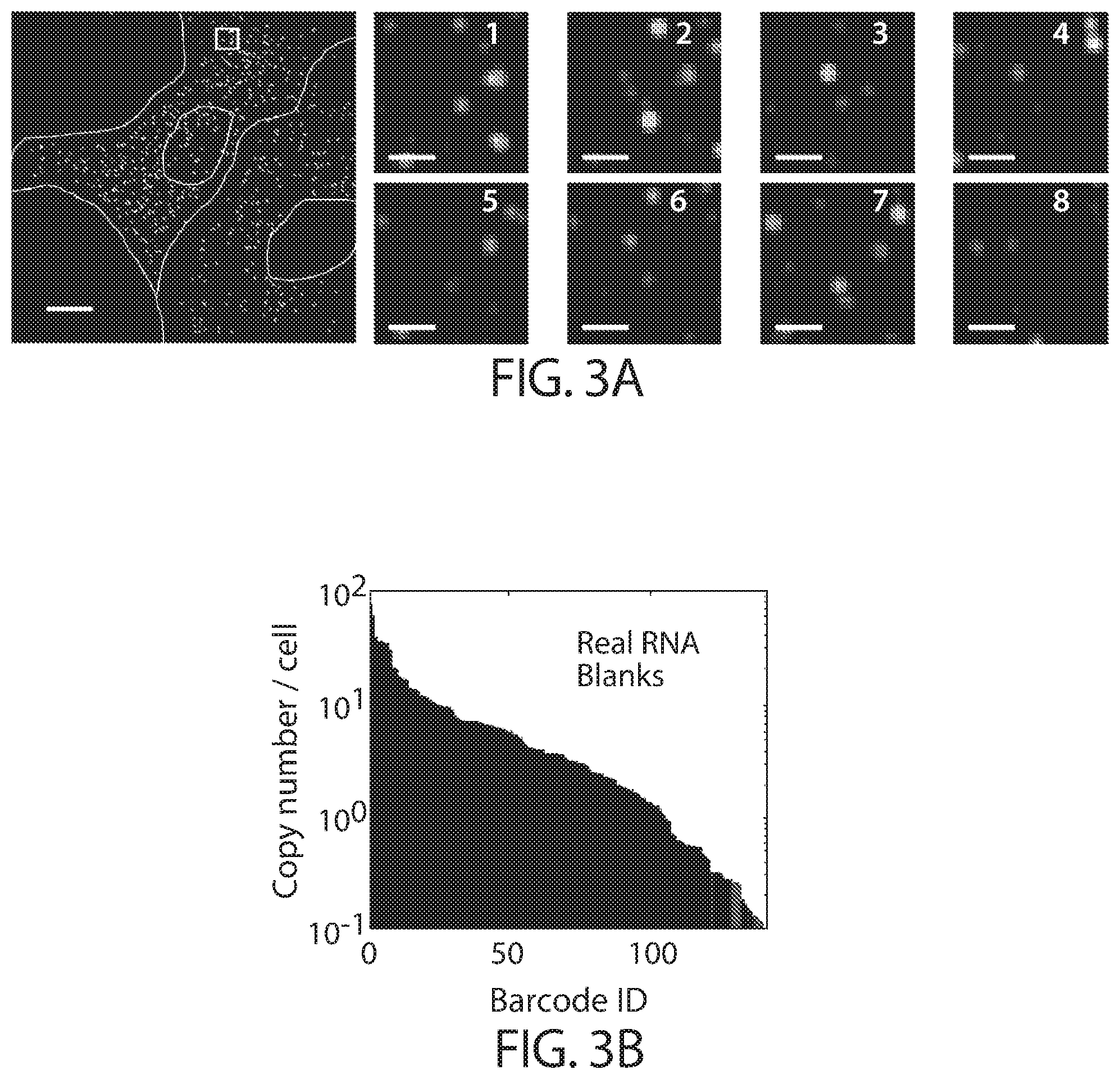 Patent US12460250 Figure 6 – Amplification methods and systems for MERFISH and other applications