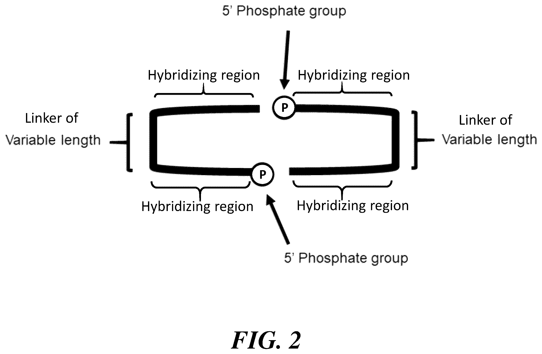 Patent US12460251 Figure 2 – Stabilization and/or compaction of nucleic acid molecules