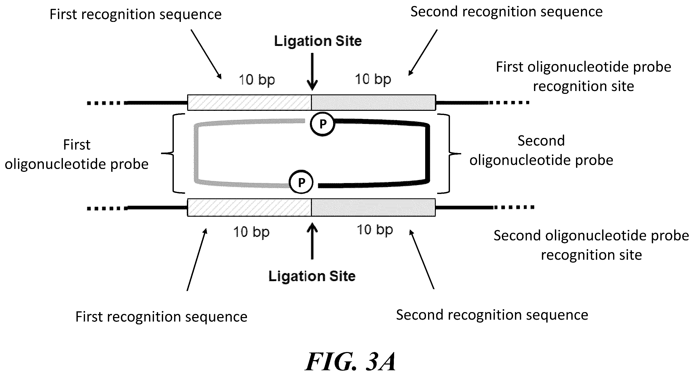 Patent US12460251 Figure 3 – Stabilization and/or compaction of nucleic acid molecules