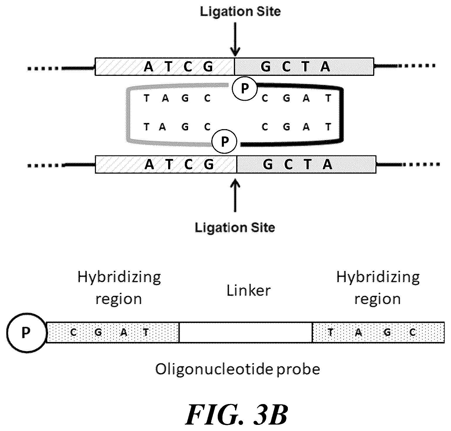 Patent US12460251 Figure 4 – Stabilization and/or compaction of nucleic acid molecules