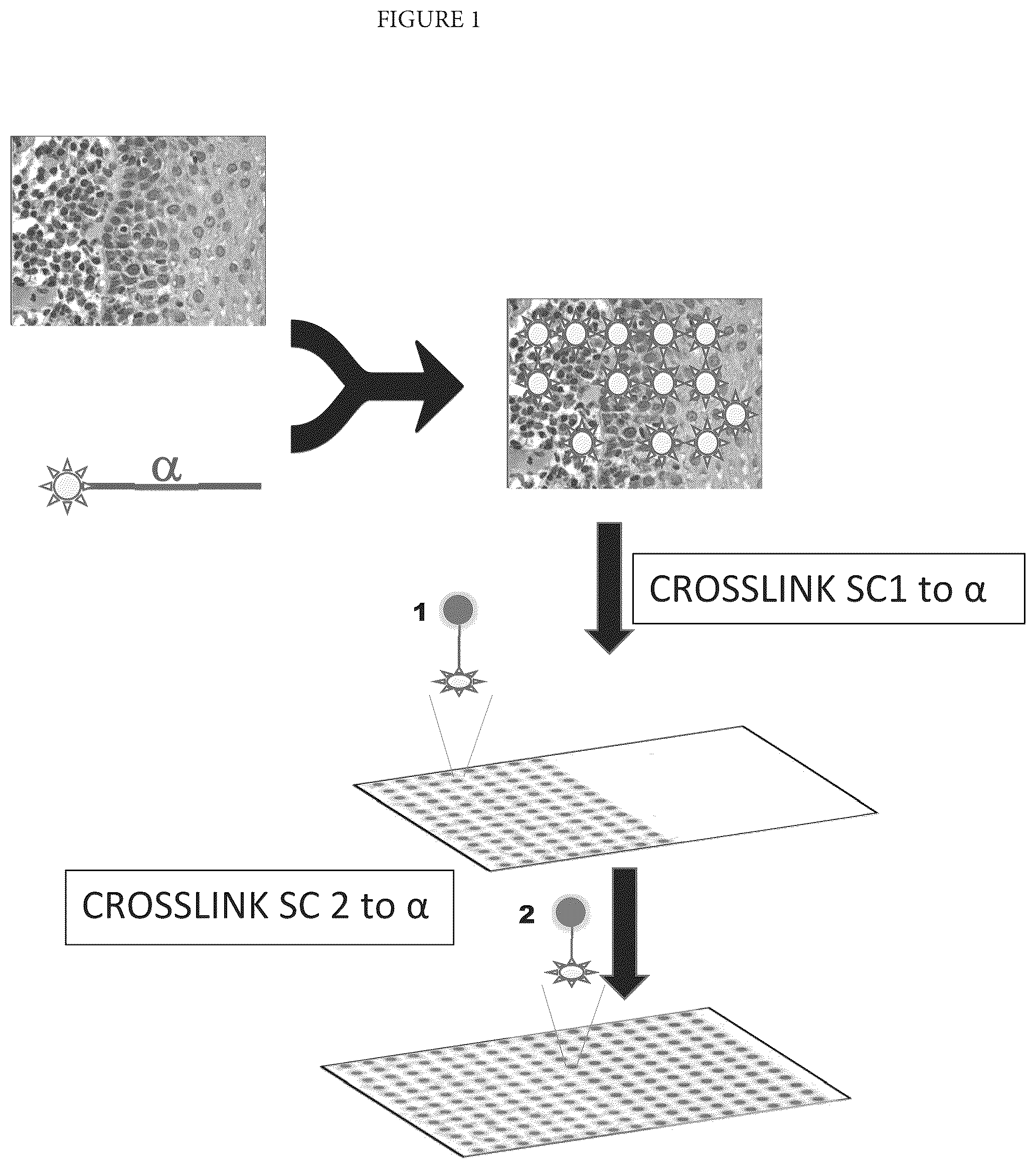 Patent US12460253 — Spatially oriented quantum barcoding of cellular targets — Figure 1