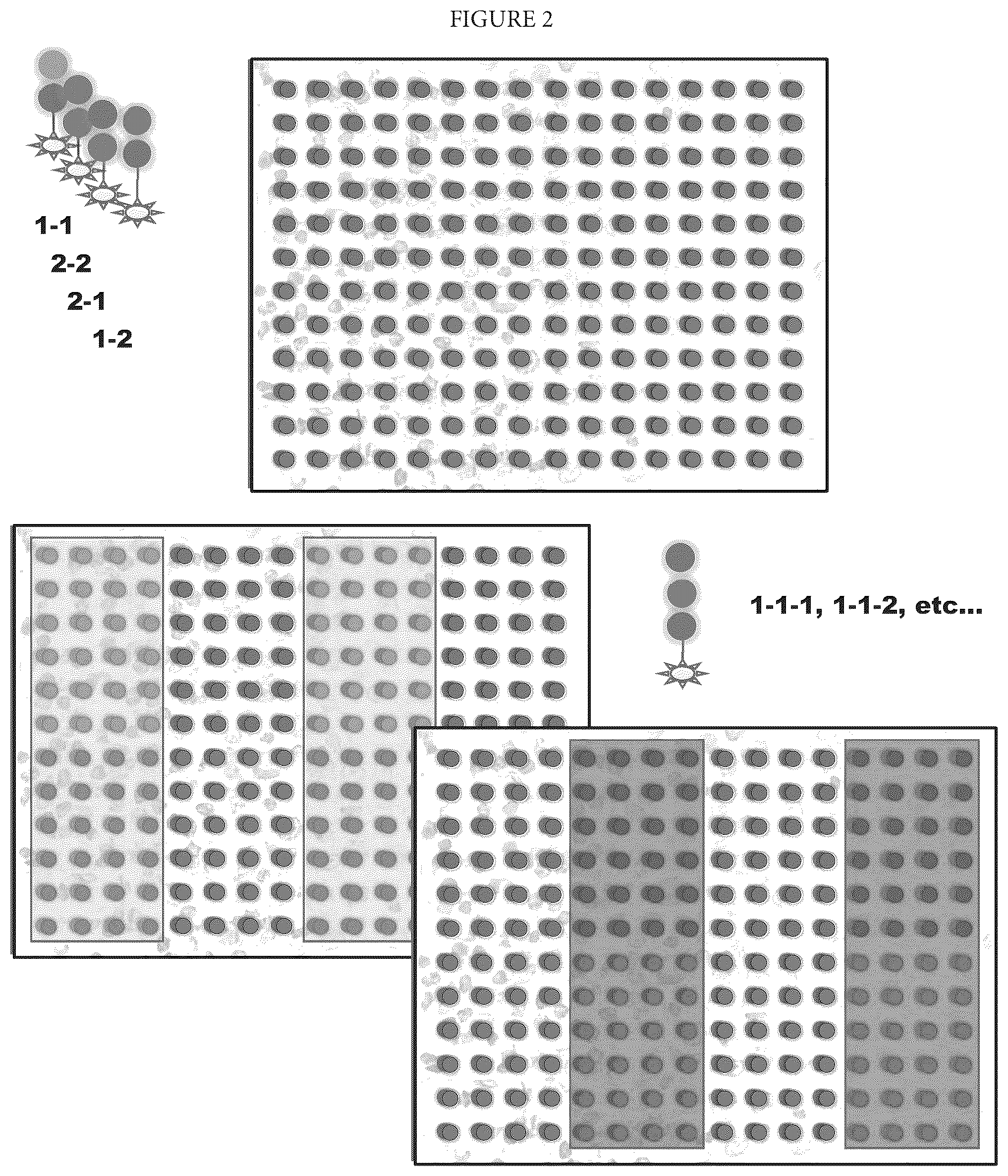 Patent US12460253 Figure 2 – Spatially oriented quantum barcoding of cellular targets