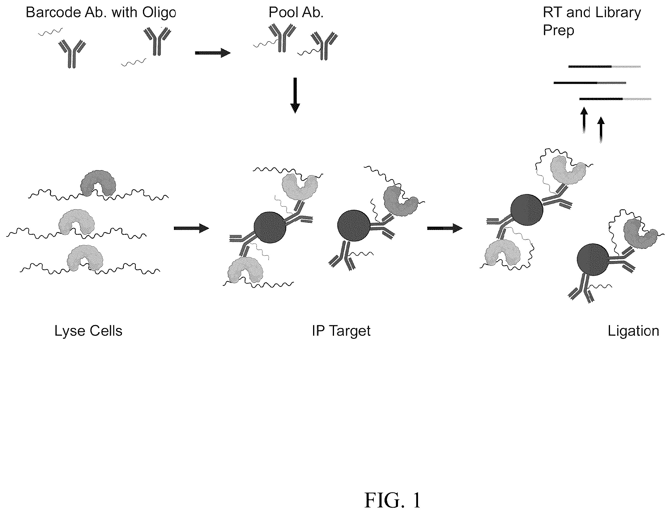 Patent US12460257 Figure 1 – Methods for detecting RNA binding protein complexes