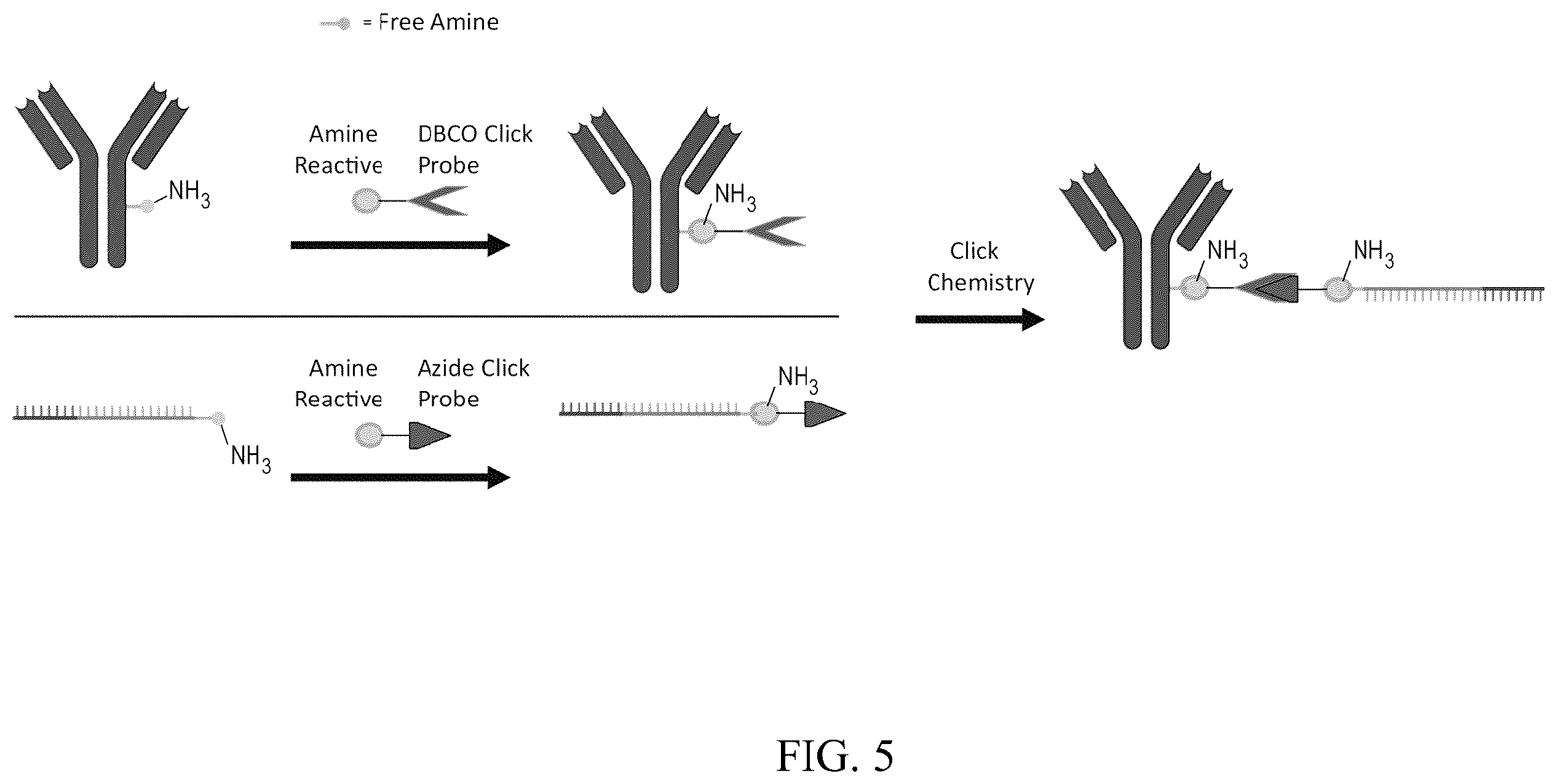 Patent US12460257 Figure 5 – Methods for detecting RNA binding protein complexes