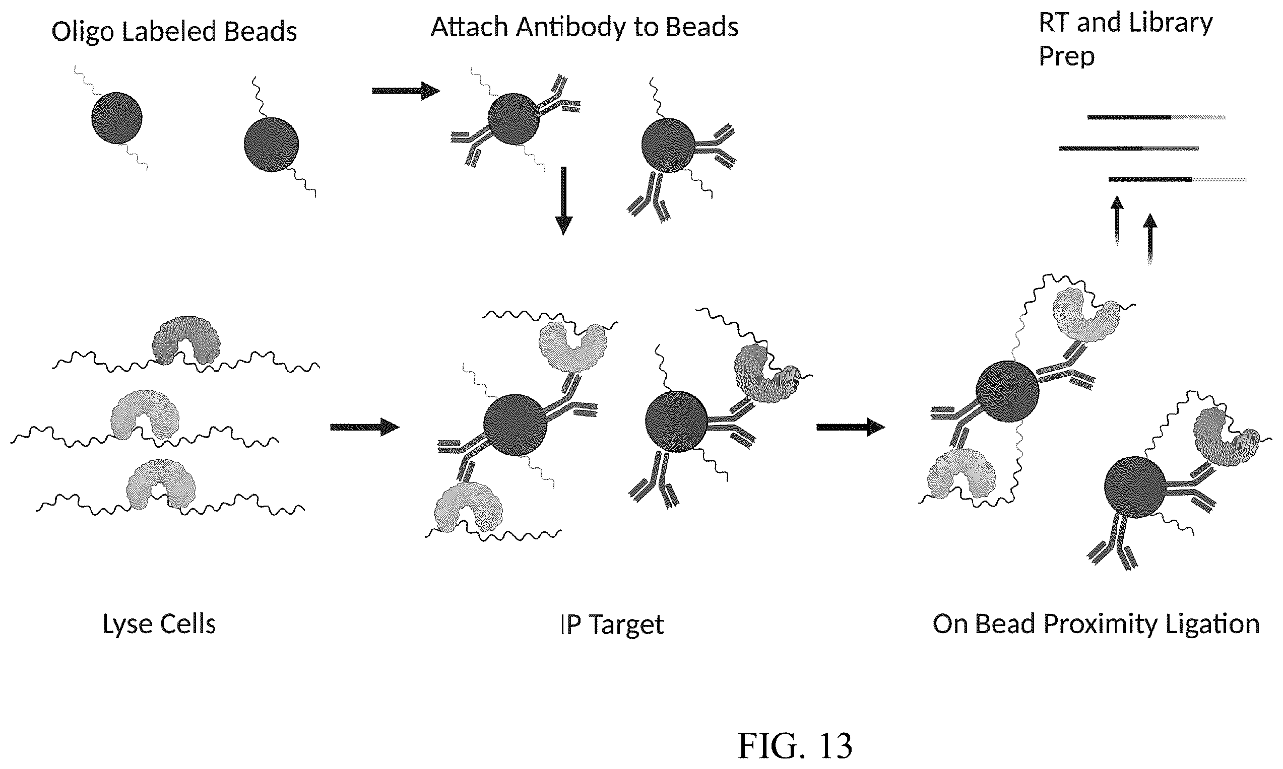 Patent US12460257 Figure 14 – Methods for detecting RNA binding protein complexes