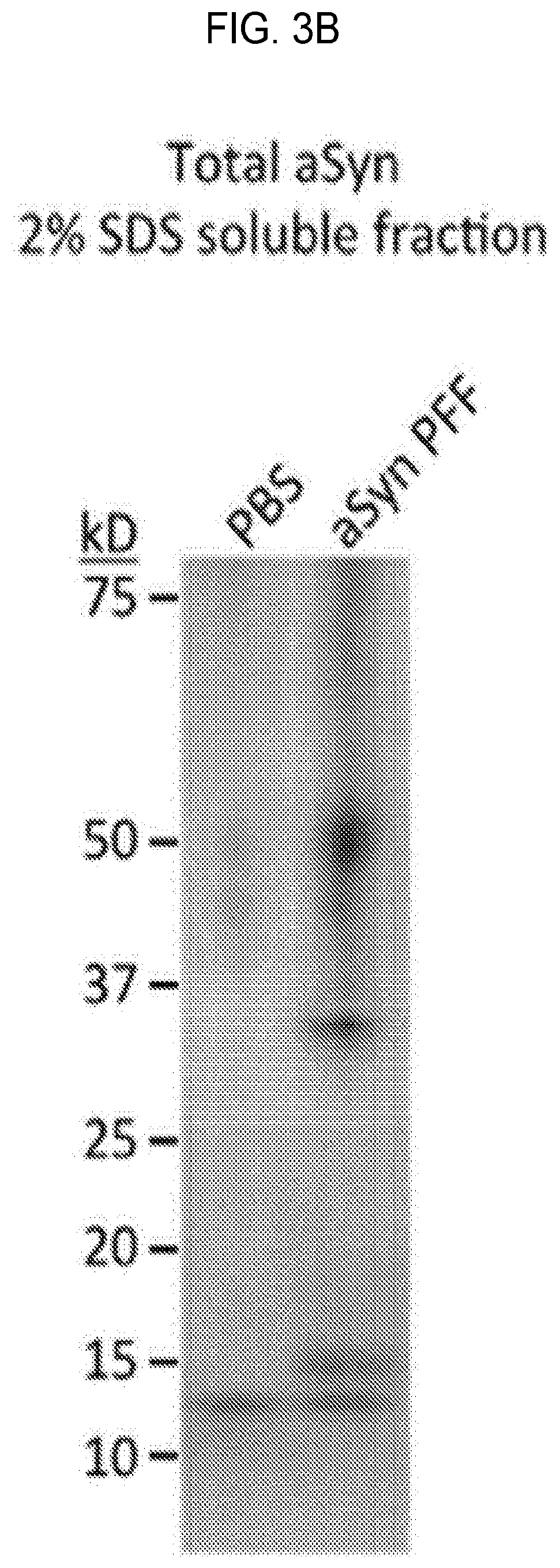 Patent US12460262 Figure 6 – Methods of detecting, preventing, reversing, and treating neurological diseases