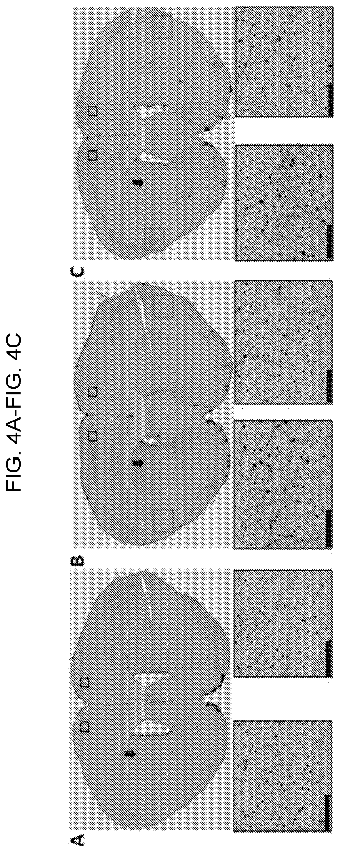Patent US12460262 Figure 7 – Methods of detecting, preventing, reversing, and treating neurological diseases