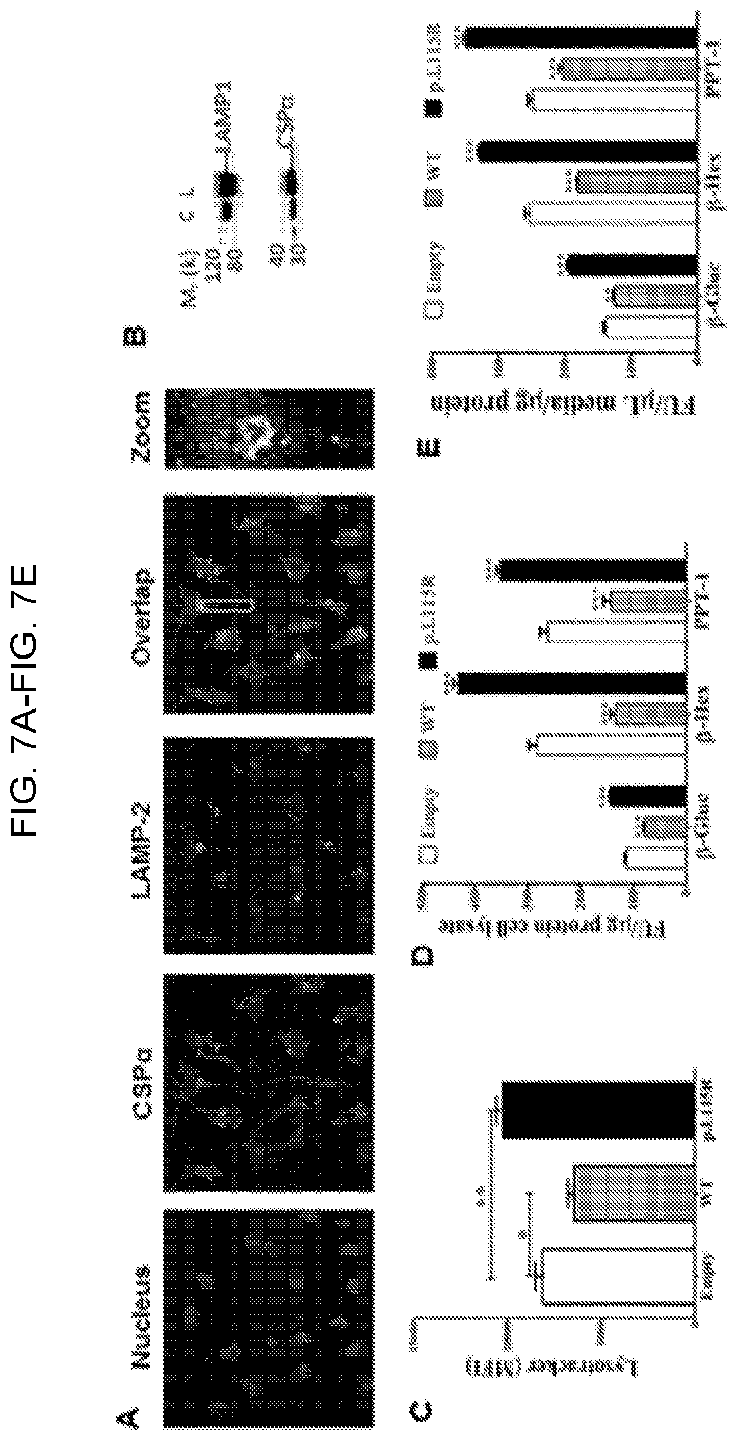 Patent US12460262 Figure 9 – Methods of detecting, preventing, reversing, and treating neurological diseases