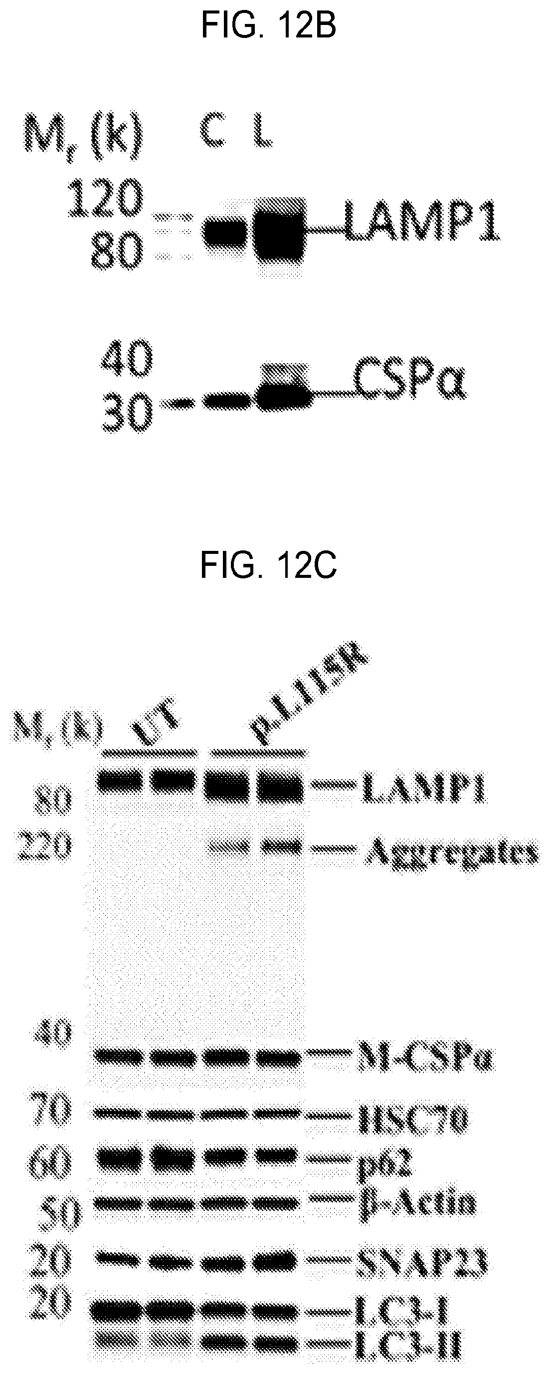 Patent US12460262 Figure 16 – Methods of detecting, preventing, reversing, and treating neurological diseases