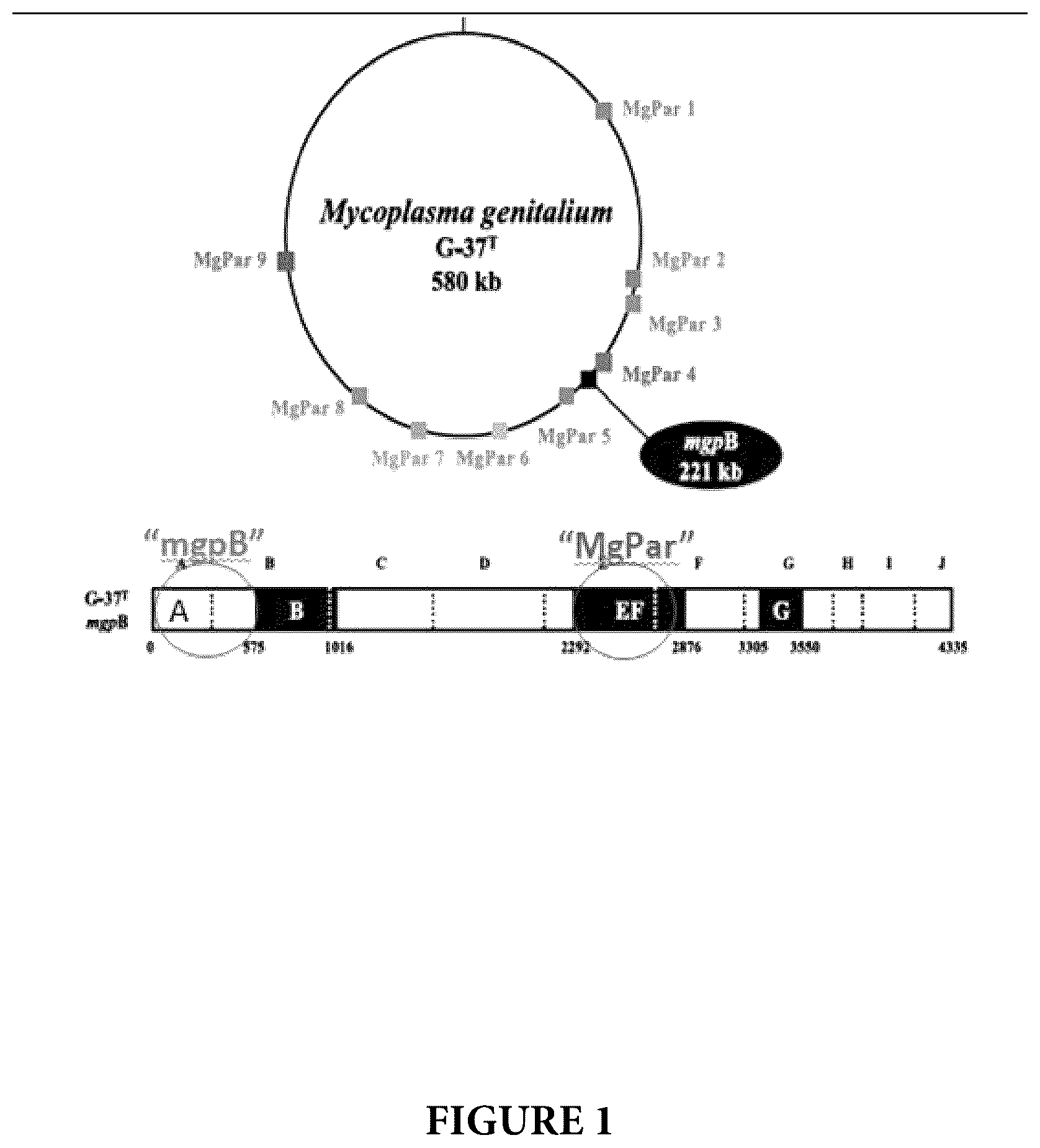 Patent US12460267 — Compositions and methods for detection of Mycoplasma genitalium — Figure 1
