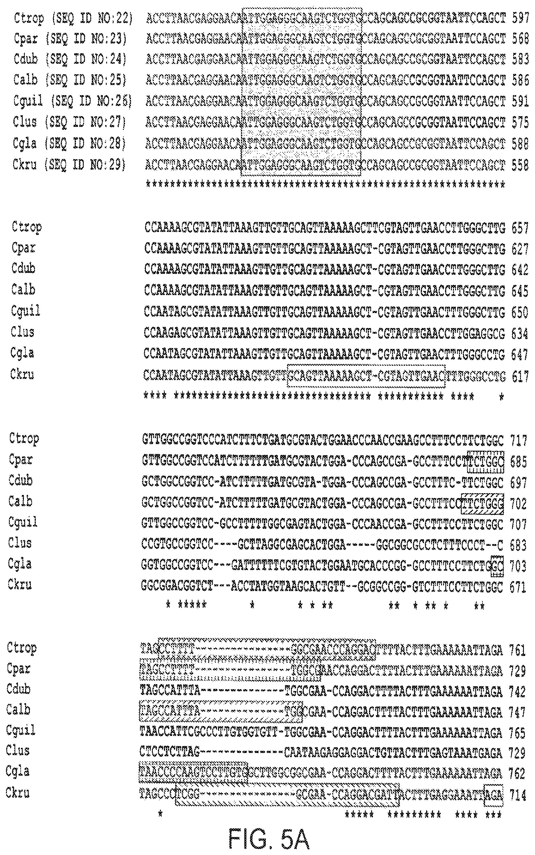 Patent US12460268 Figure 5 – Assays for fungal infection