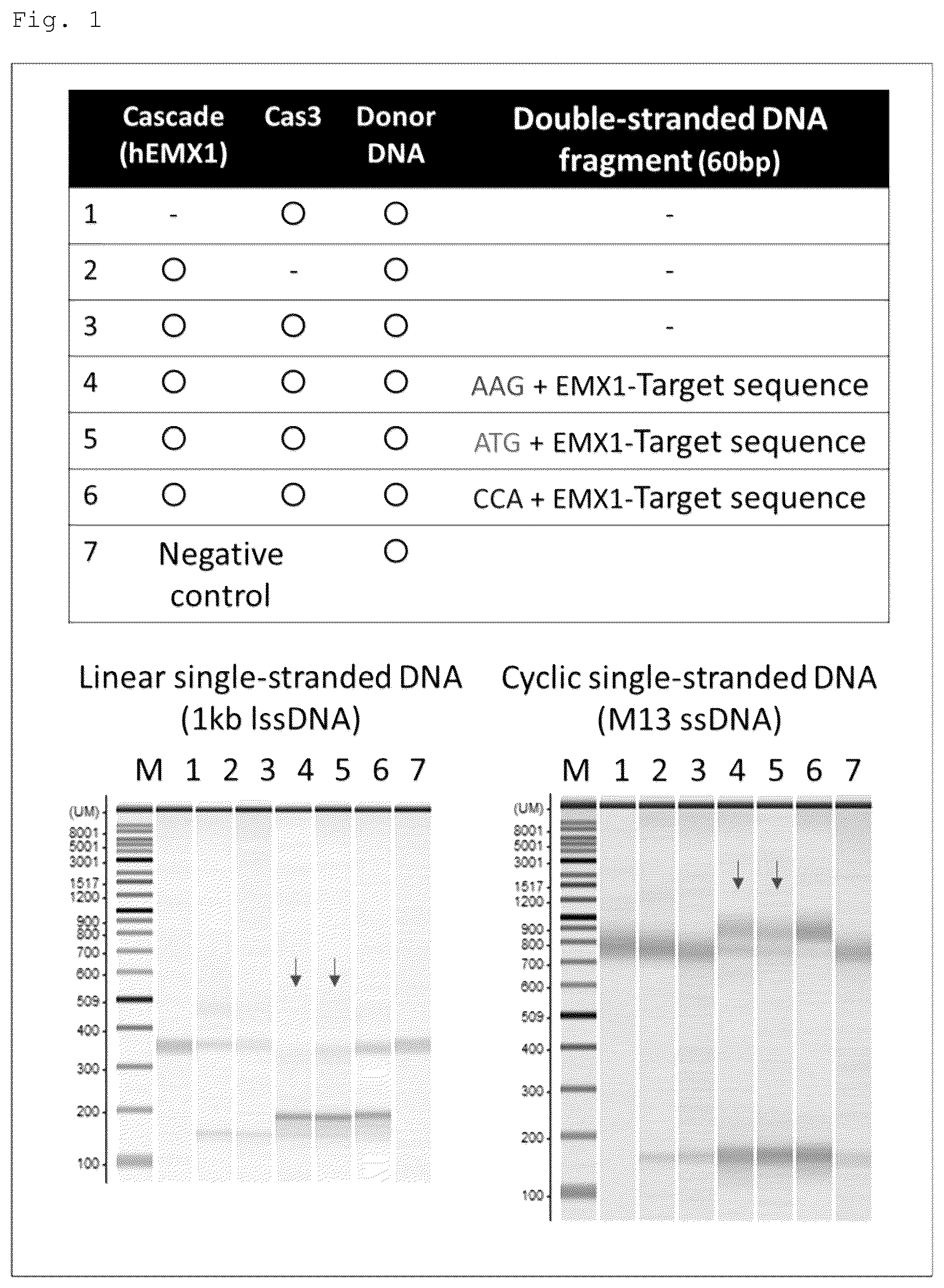 Patent US12460271 — Method for detecting specific DNA in a sample — Figure 1